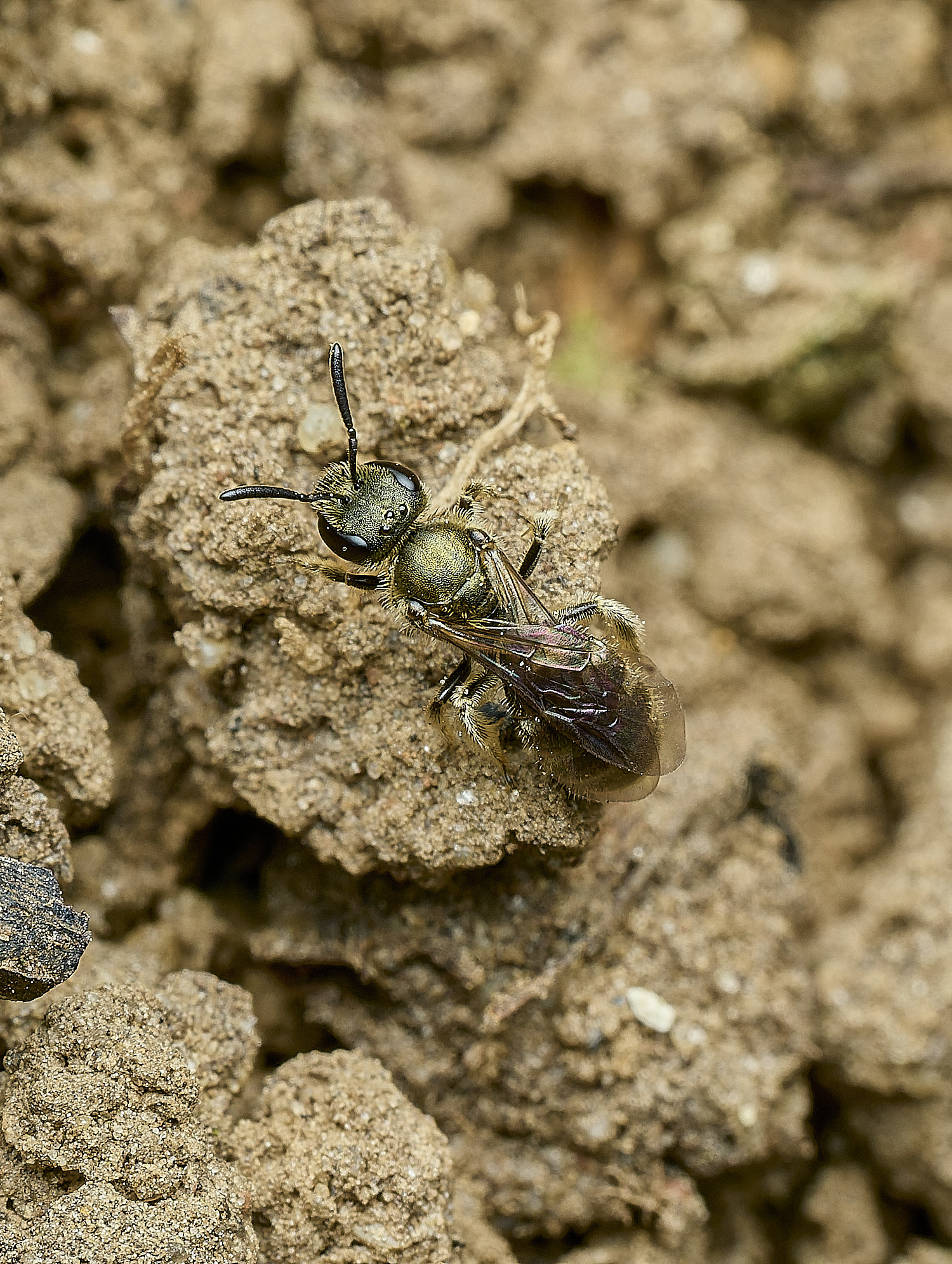 HanworthBee1040426-2