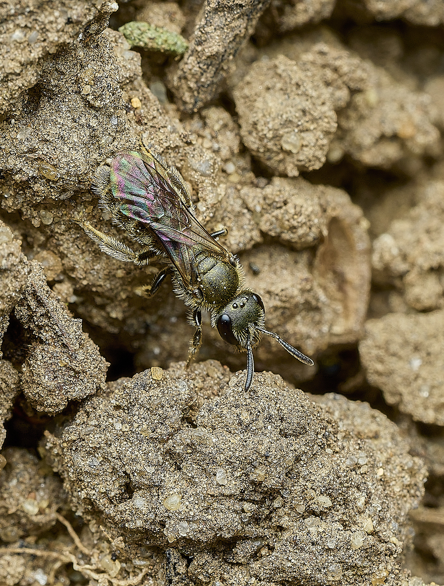 HanworthBee1040426-3