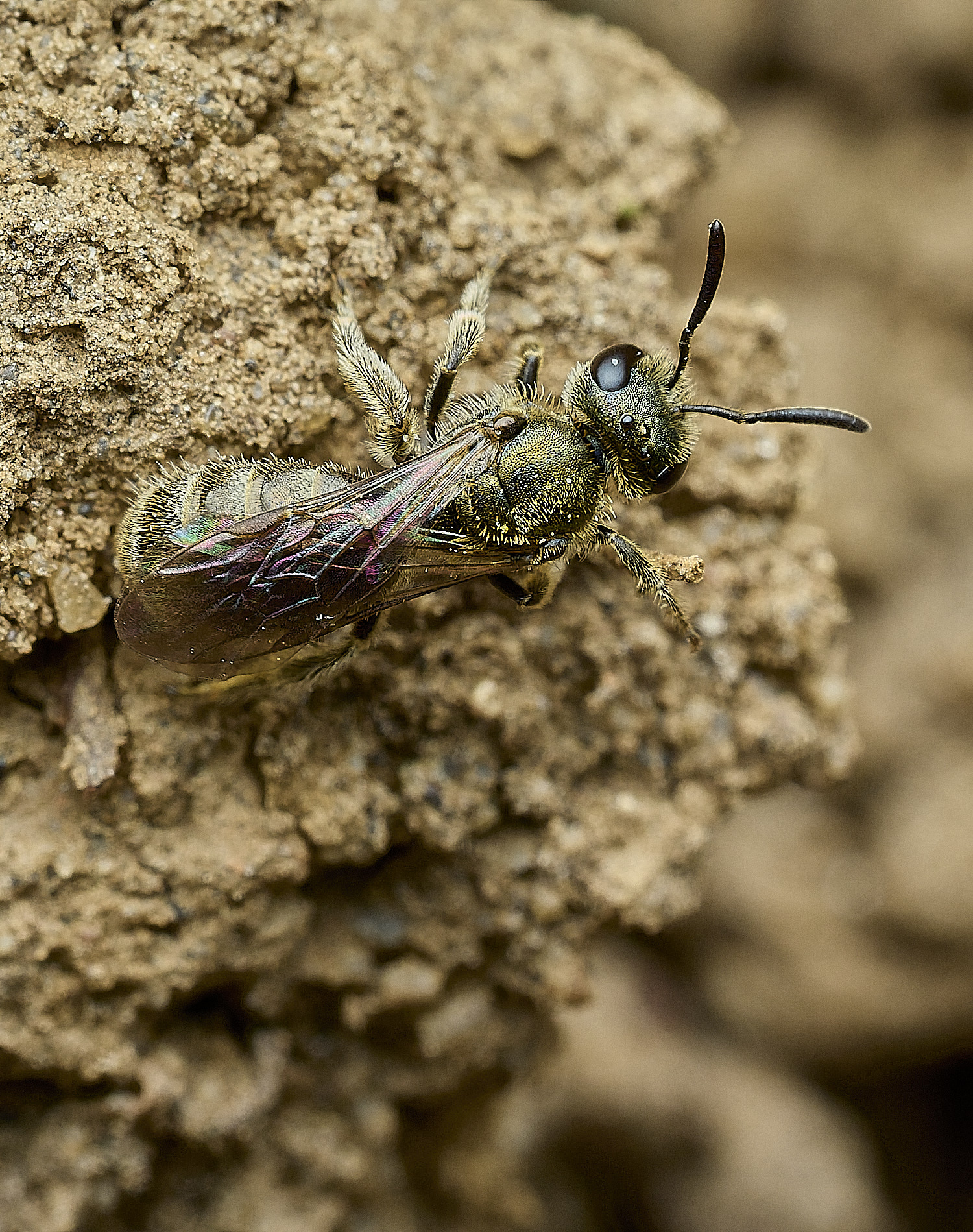 HanworthBee1040426-4