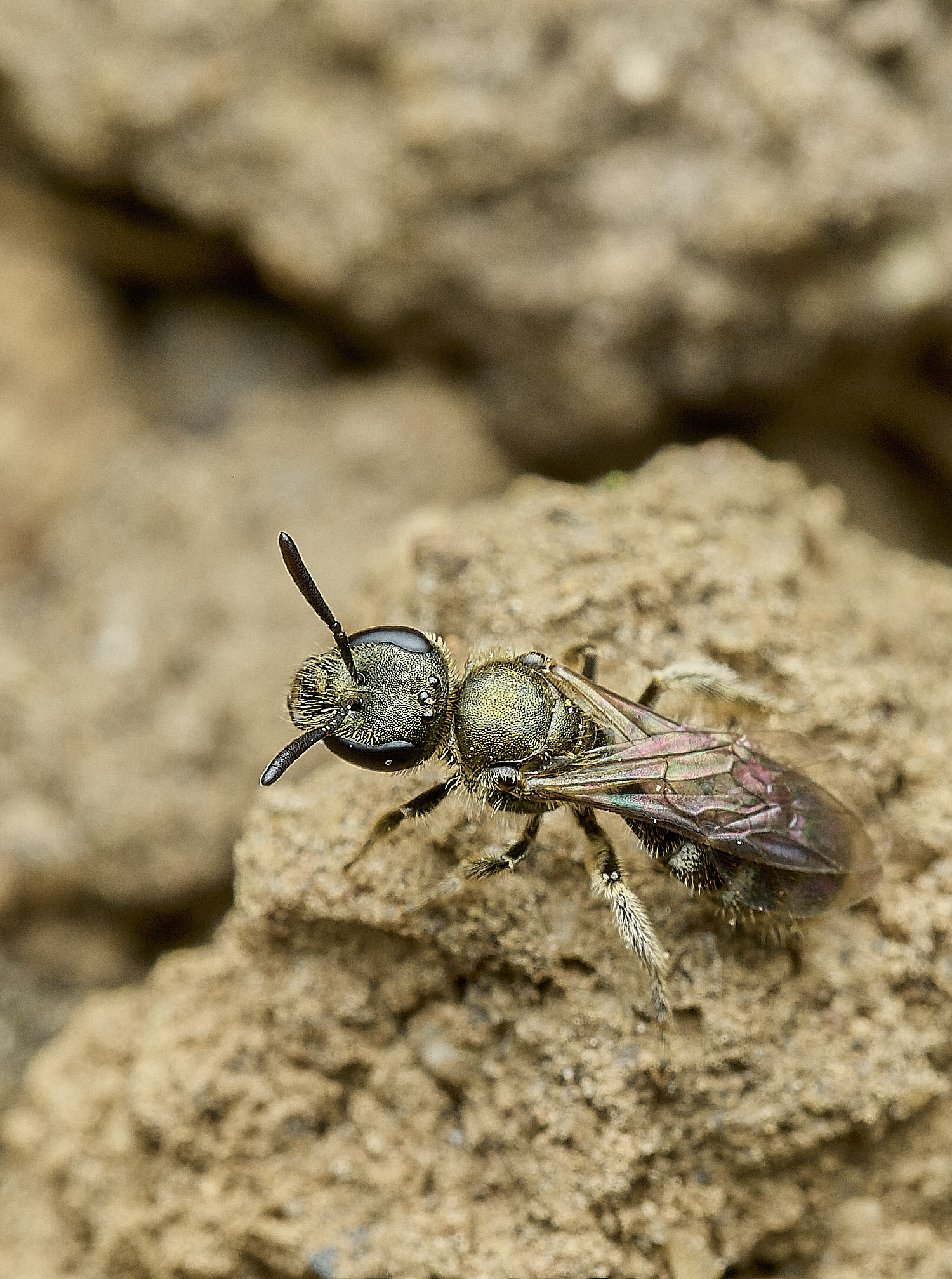 HanworthBee1040426-5