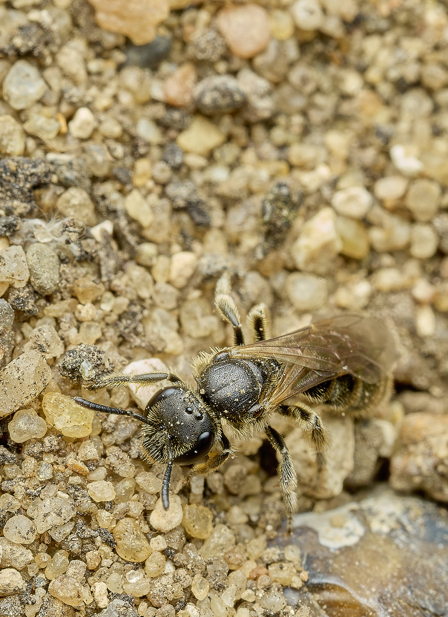 HanworthBee2040426-1