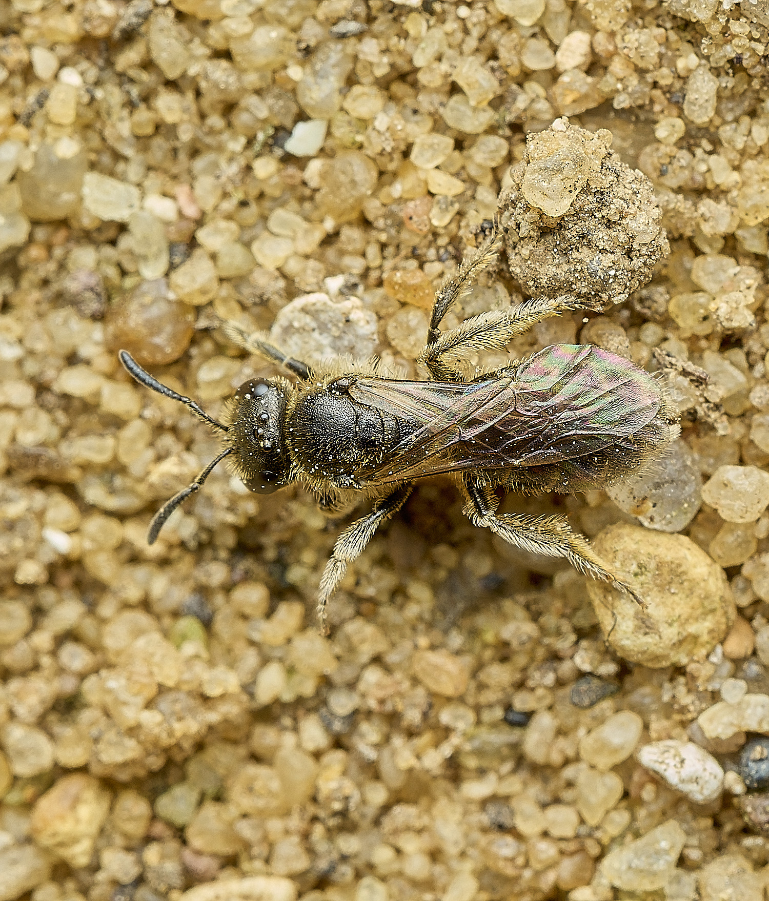 HanworthBee2040426-2