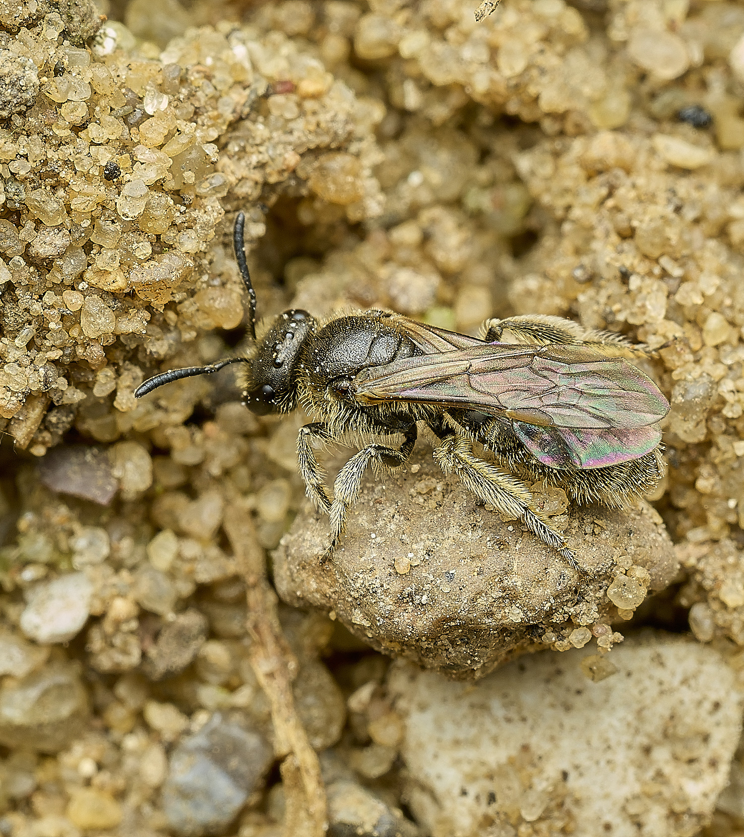 HanworthBee2040426-3