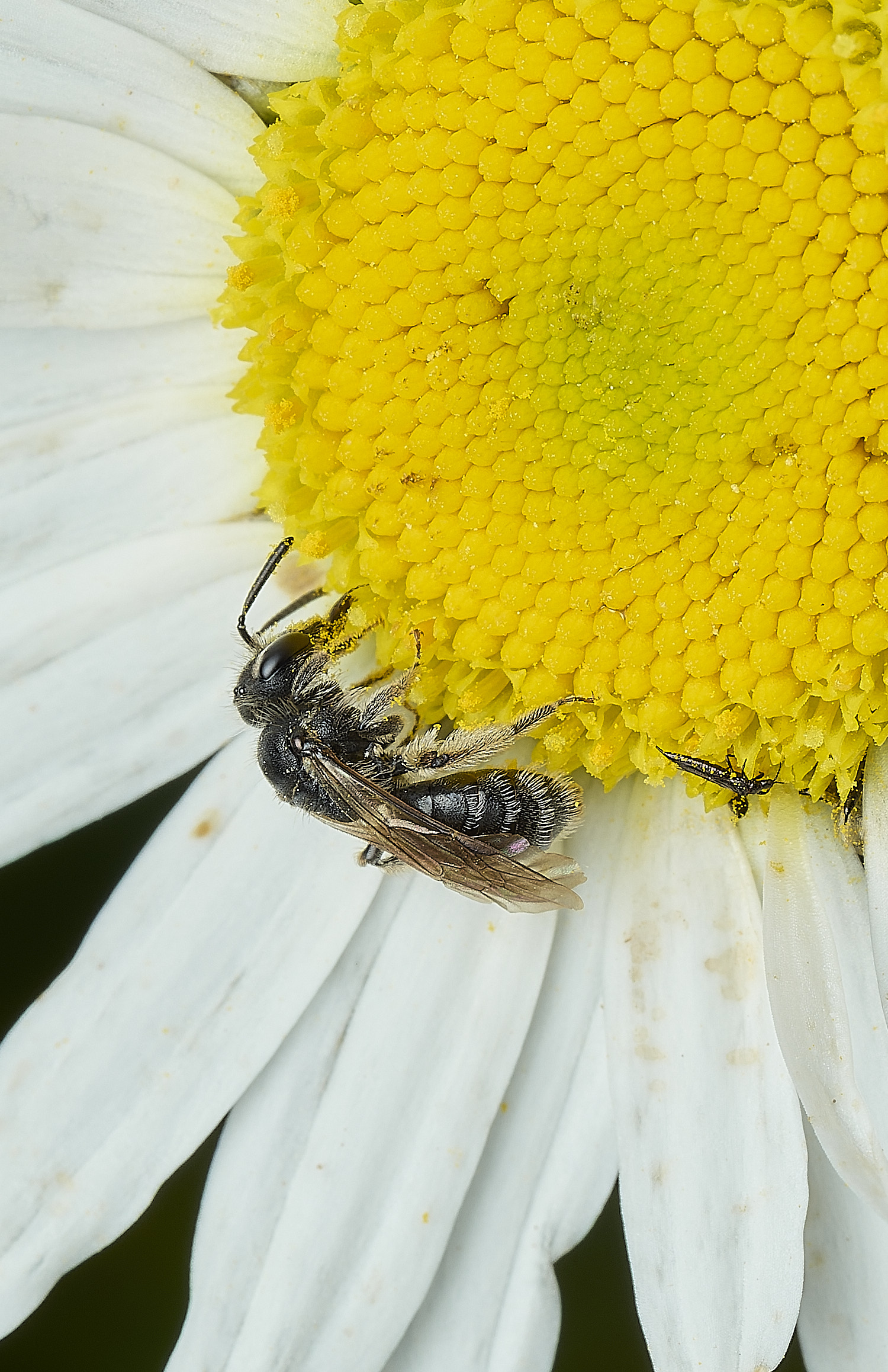 HanworthBee290526-1