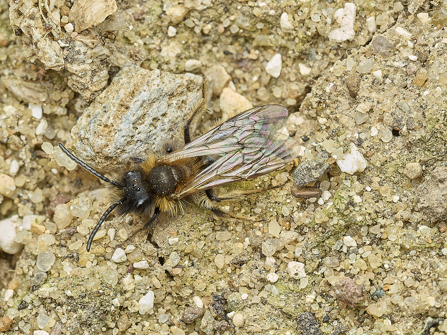 HanworthBee3040426-1