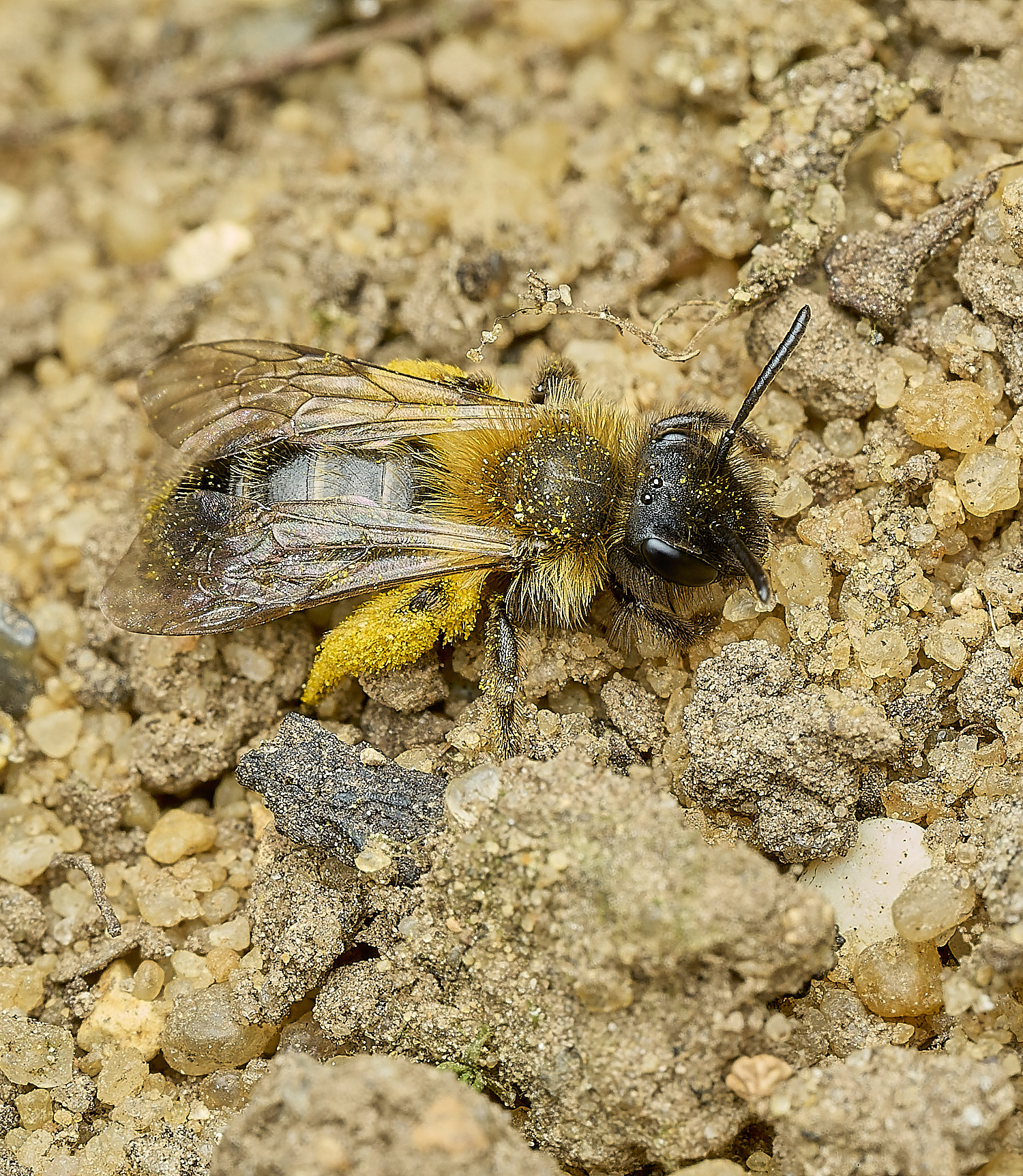 HanworthBee3040426-2
