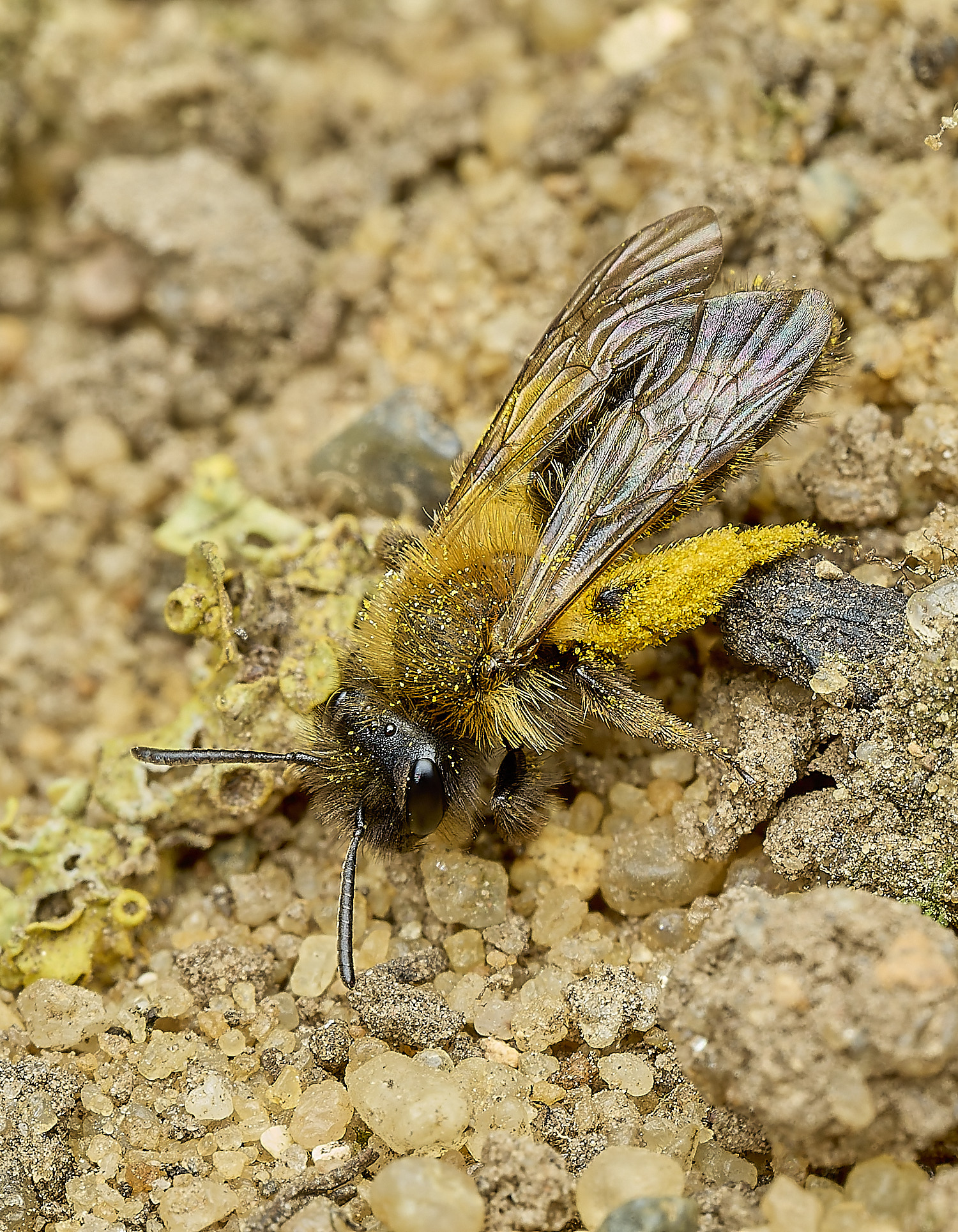 HanworthBee3040426-3