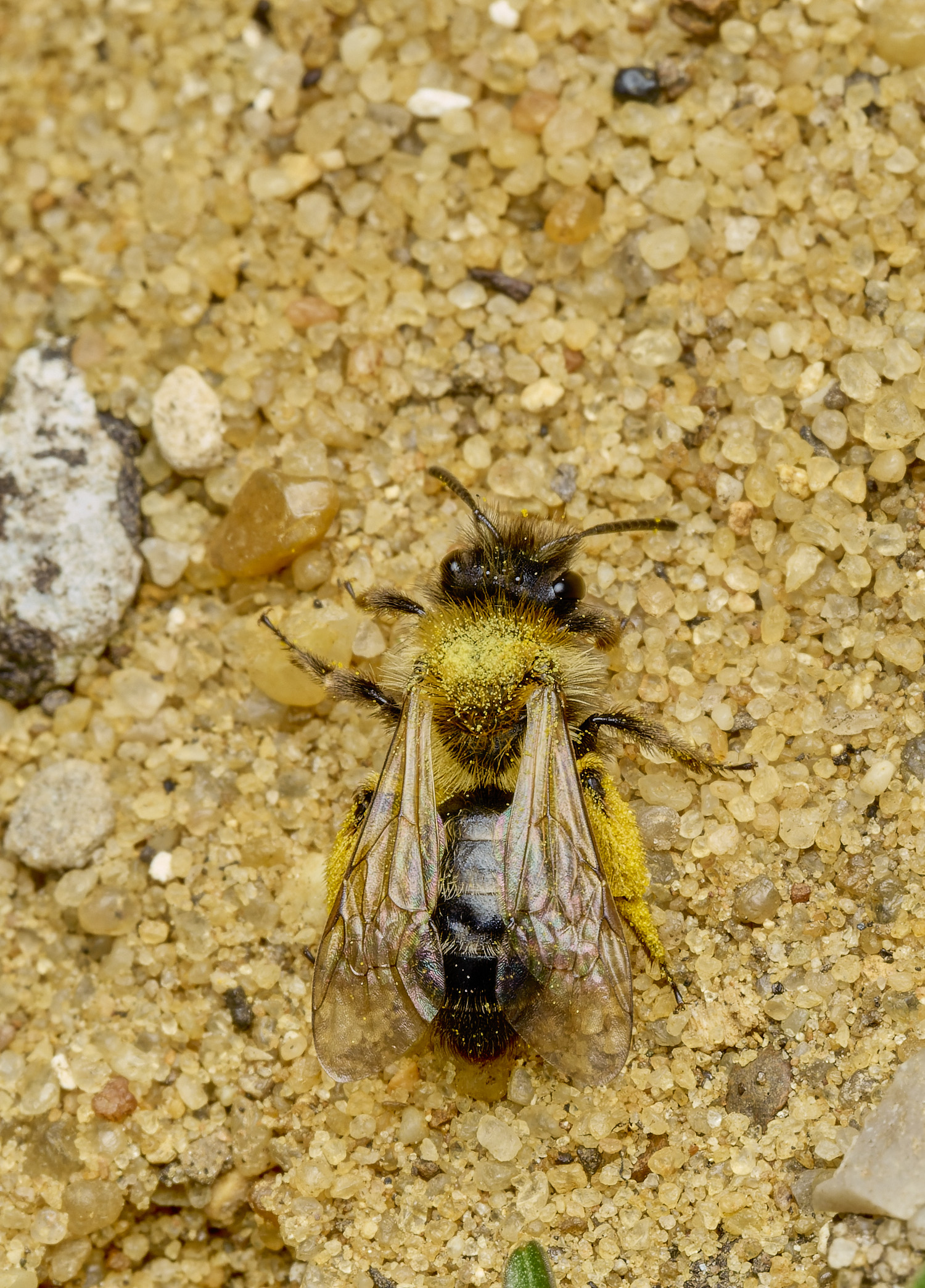 HanworthBee3040426-4