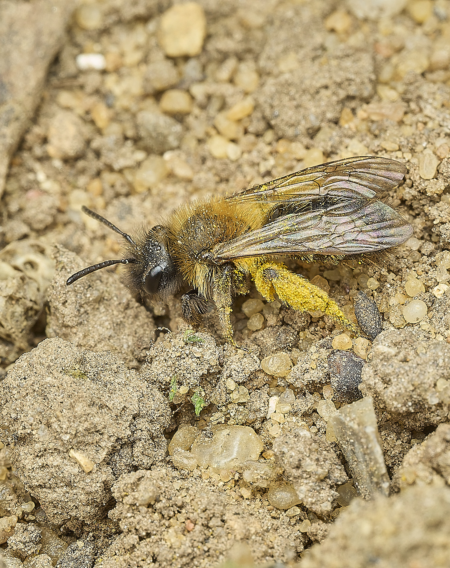 HanworthBee3040426-5