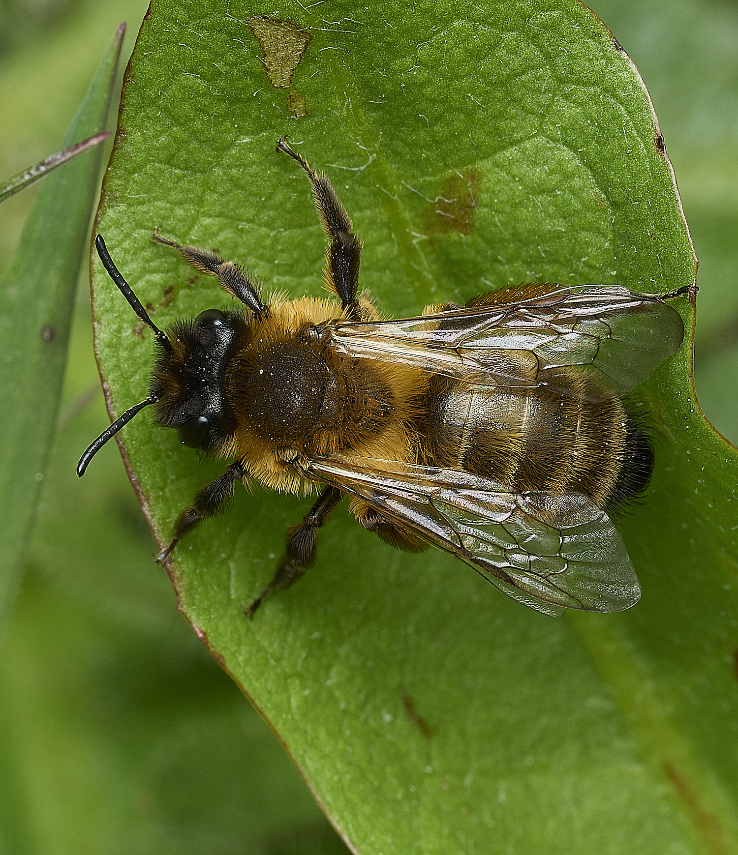 HanworthBee5040426-1