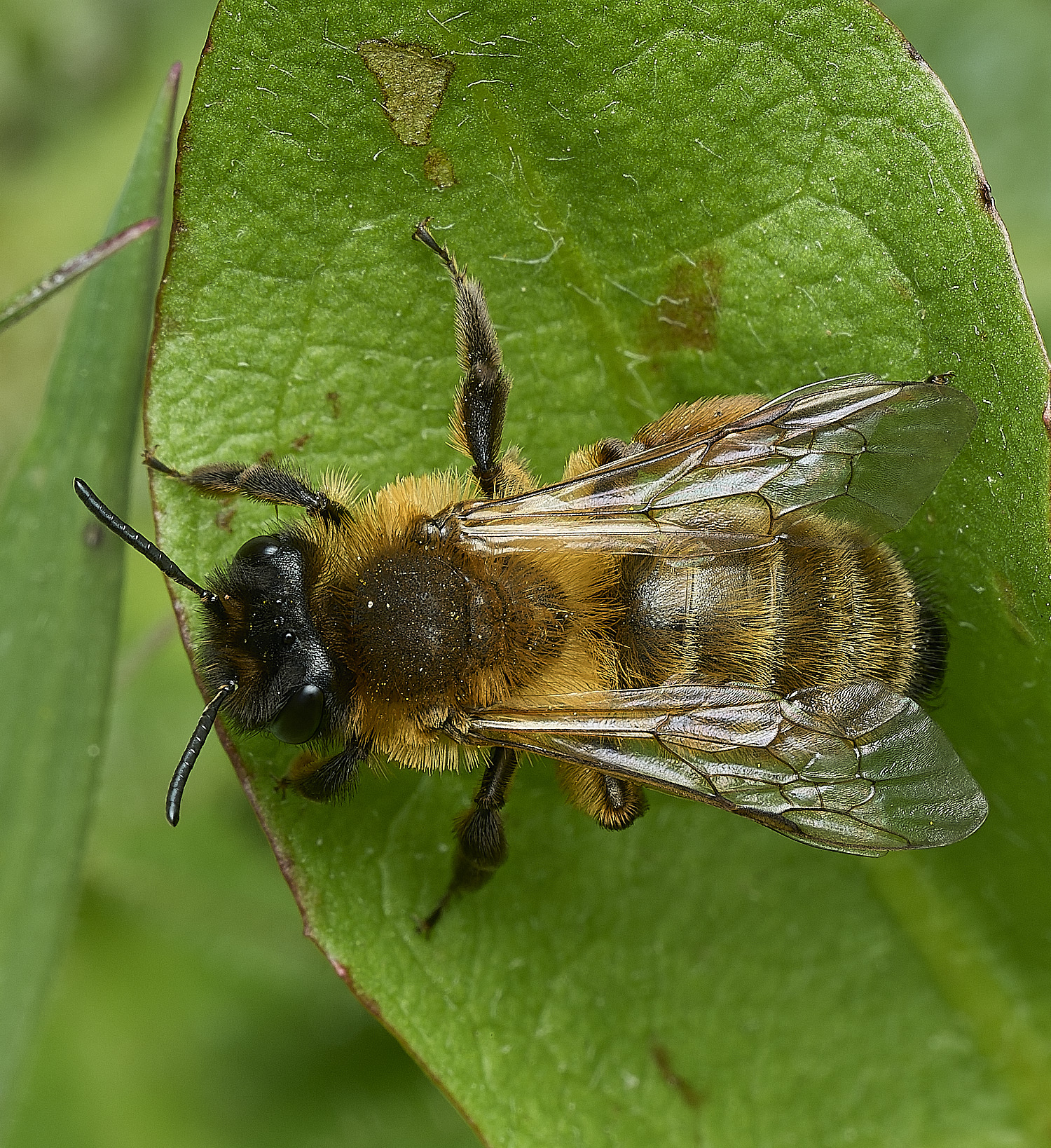 HanworthBee5040426-2