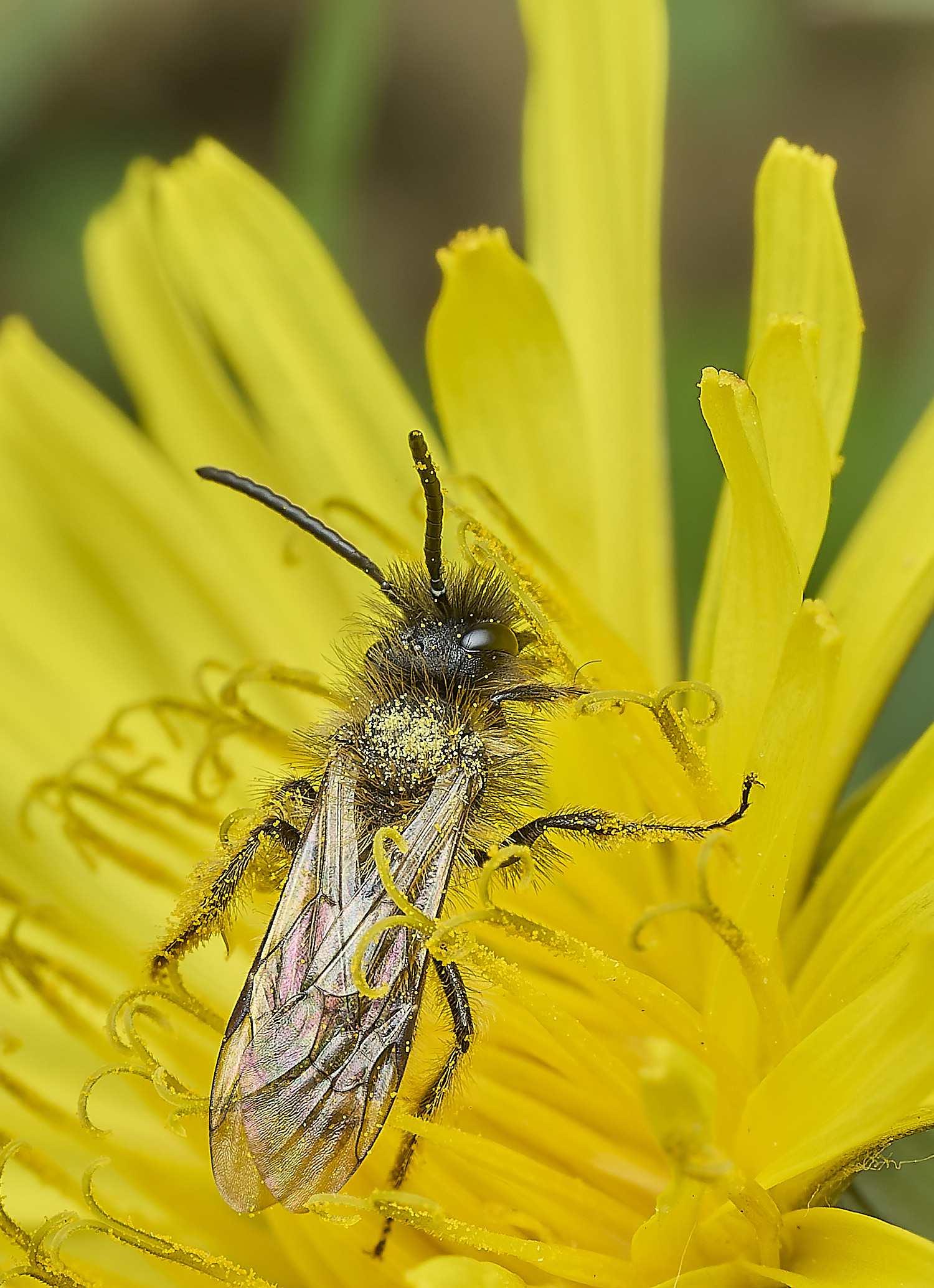 HanworthBee5040426-3