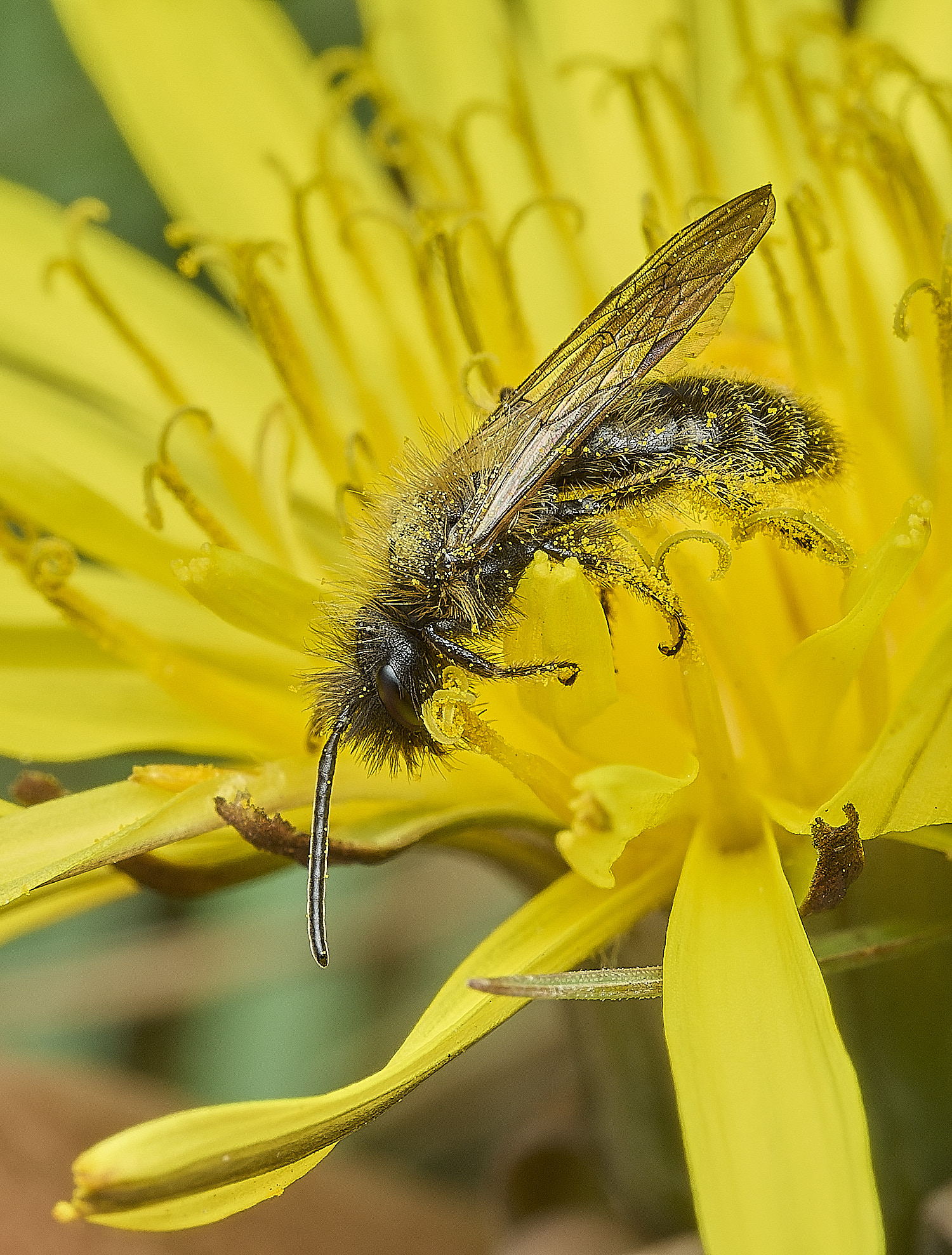 HanworthBee5040426-4