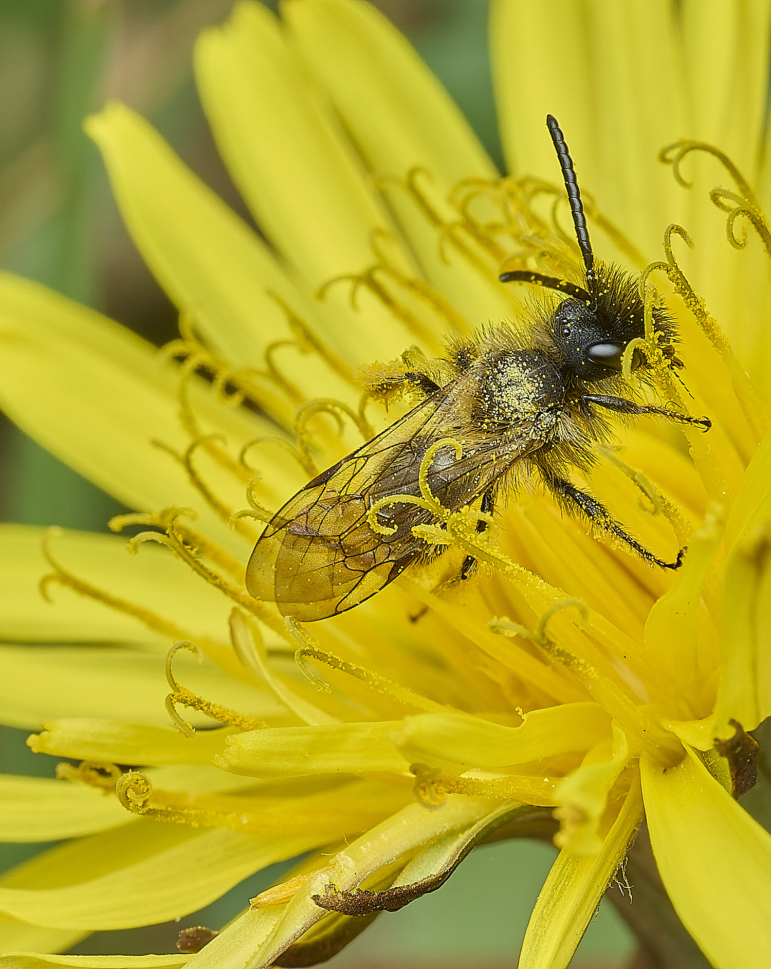 HanworthBee5040426-5