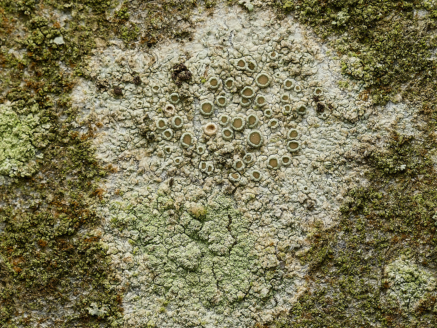 HanworthBeechLichen8290926-1