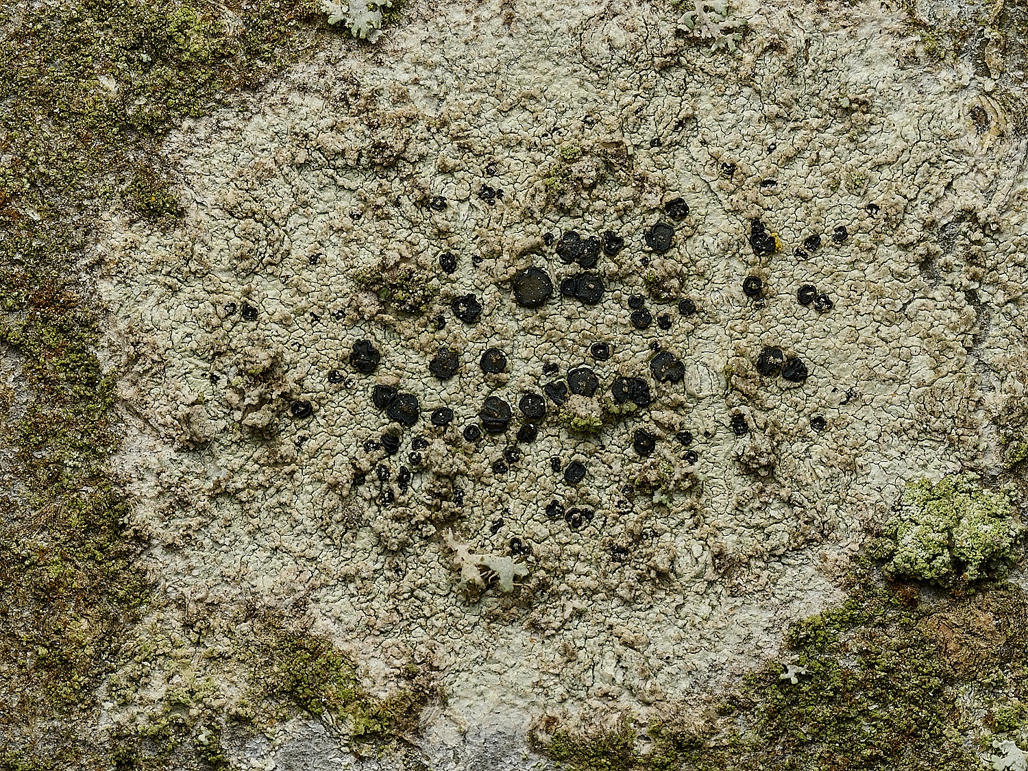 HanworthBeechLichen9290926-1