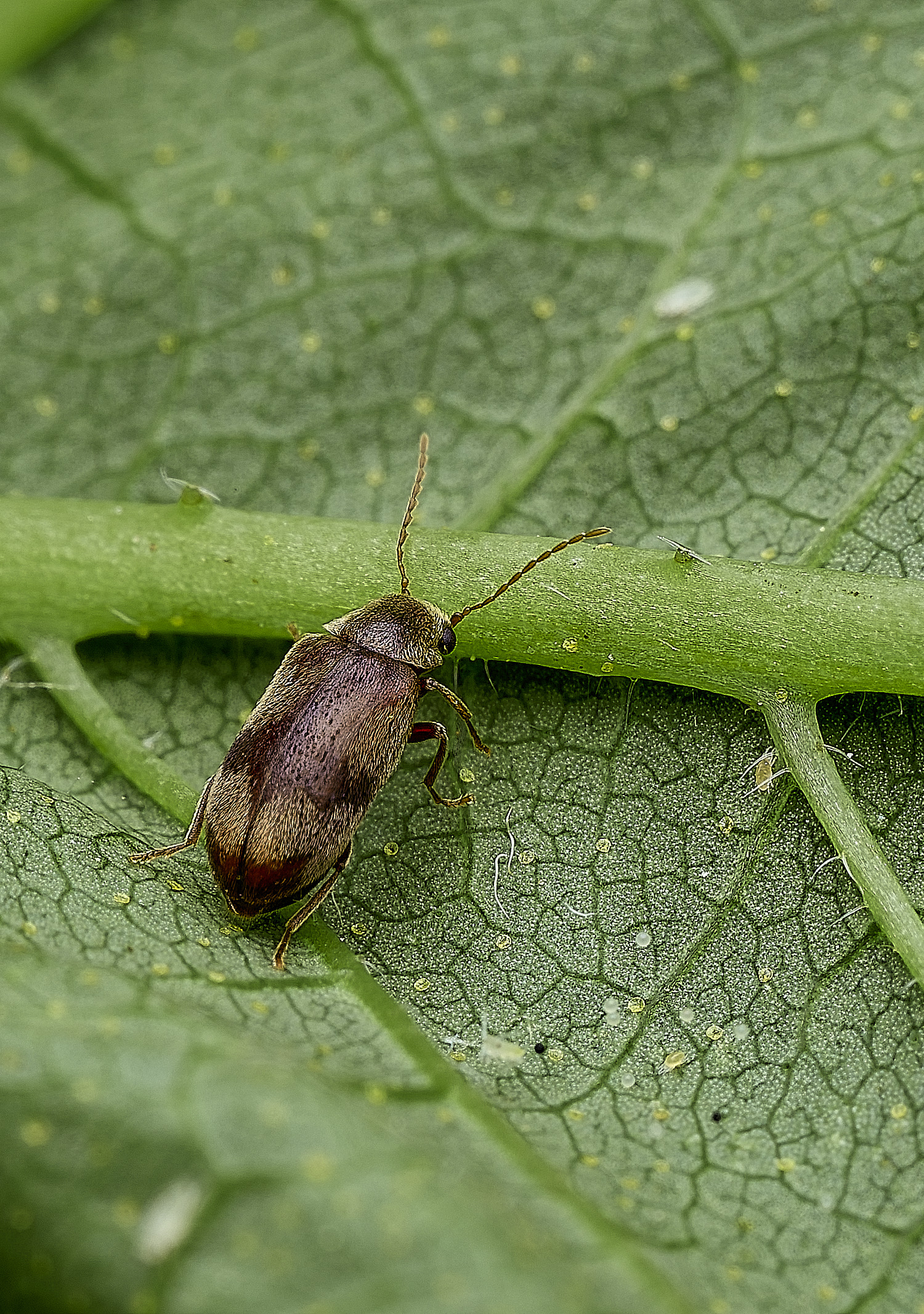 HanworthBeetle100626-1