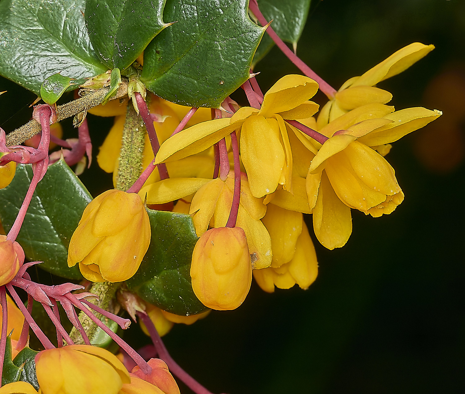 HanworthBerberis060426-1