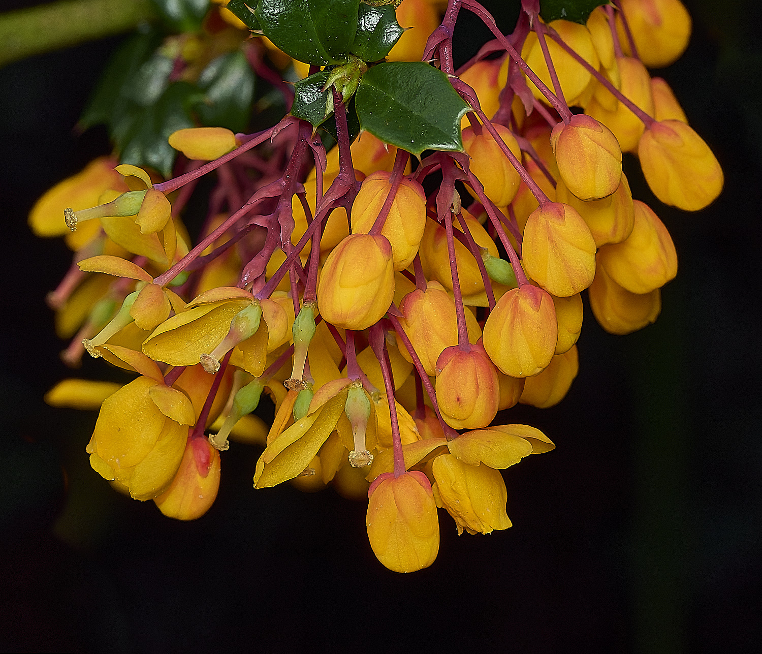 HanworthBerberis060426-2