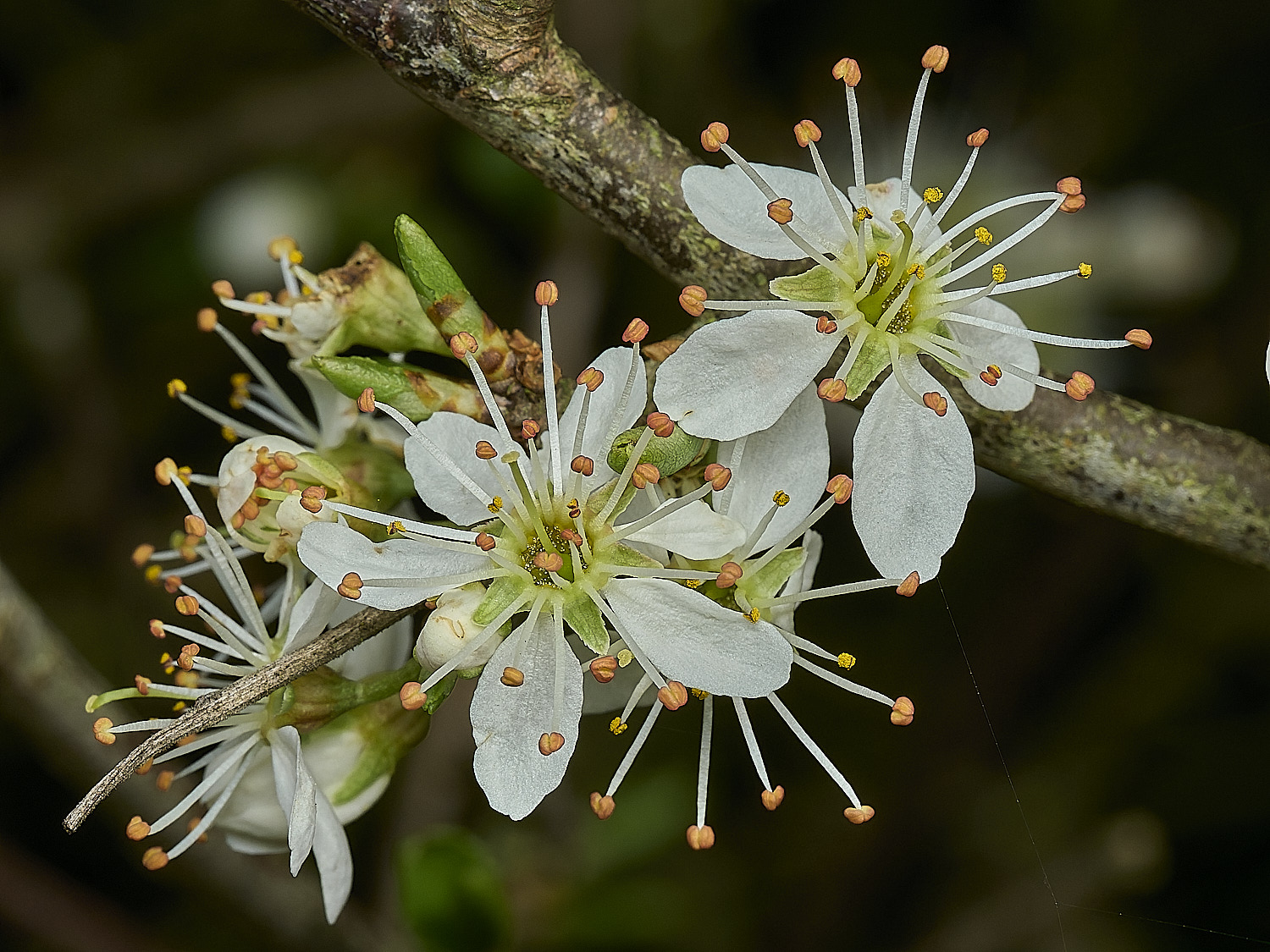 HanworthBlackthorn040426-1