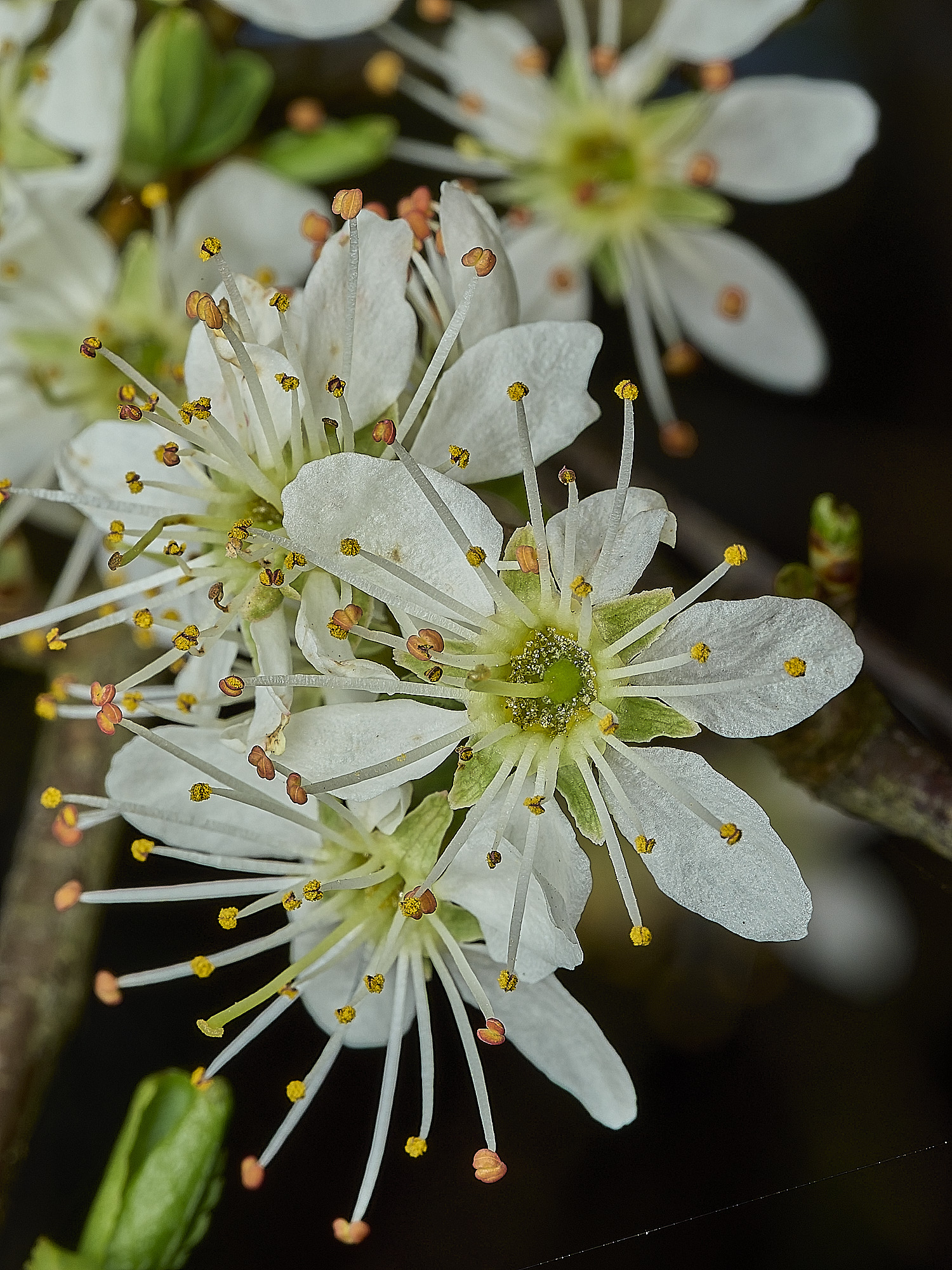 HanworthBlackthorn040426-2