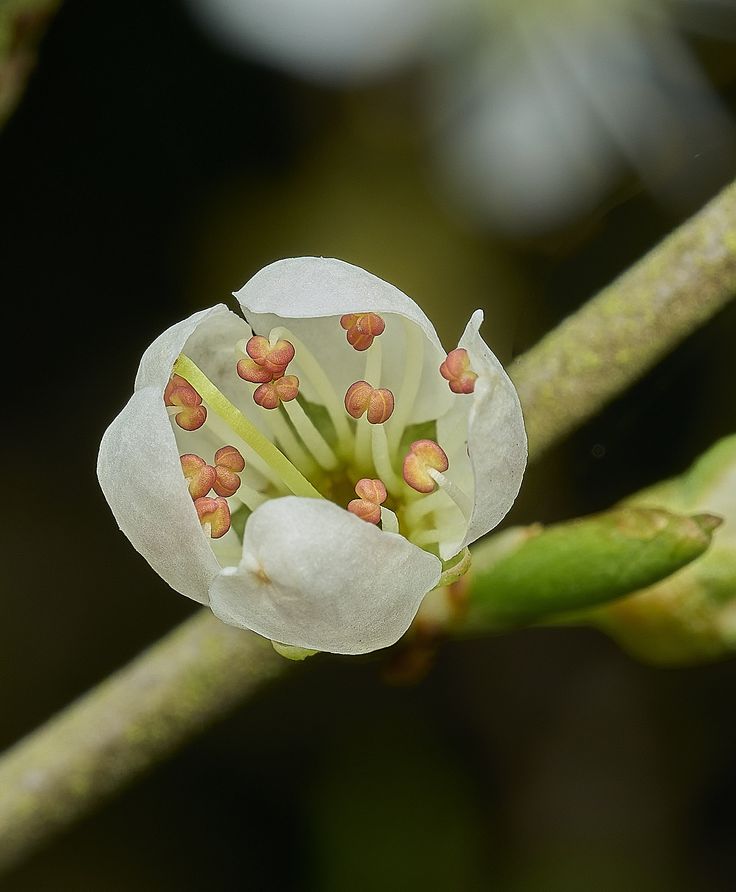 HanworthBlackthorn040426-3