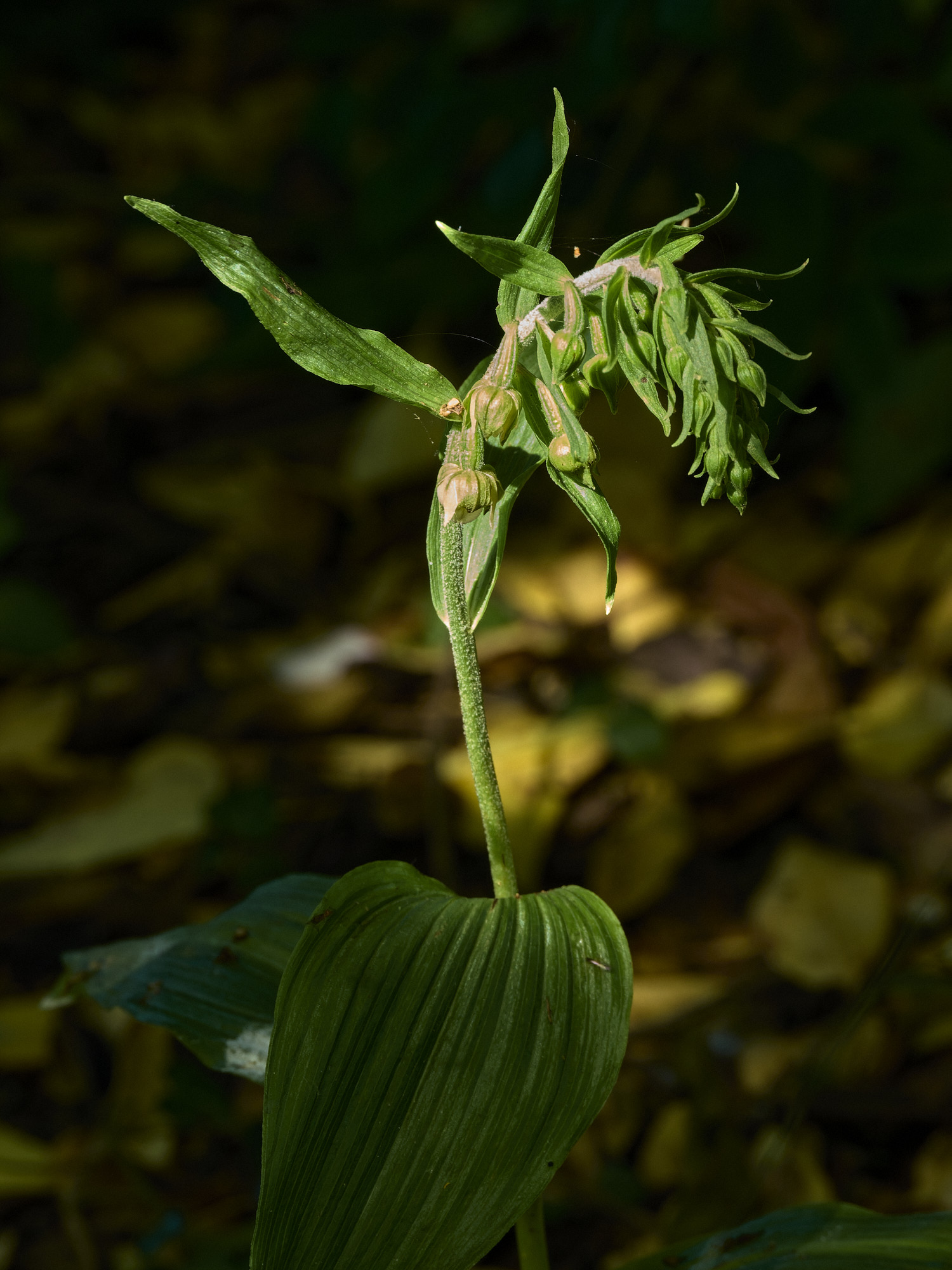 HanworthBLH060726-2
