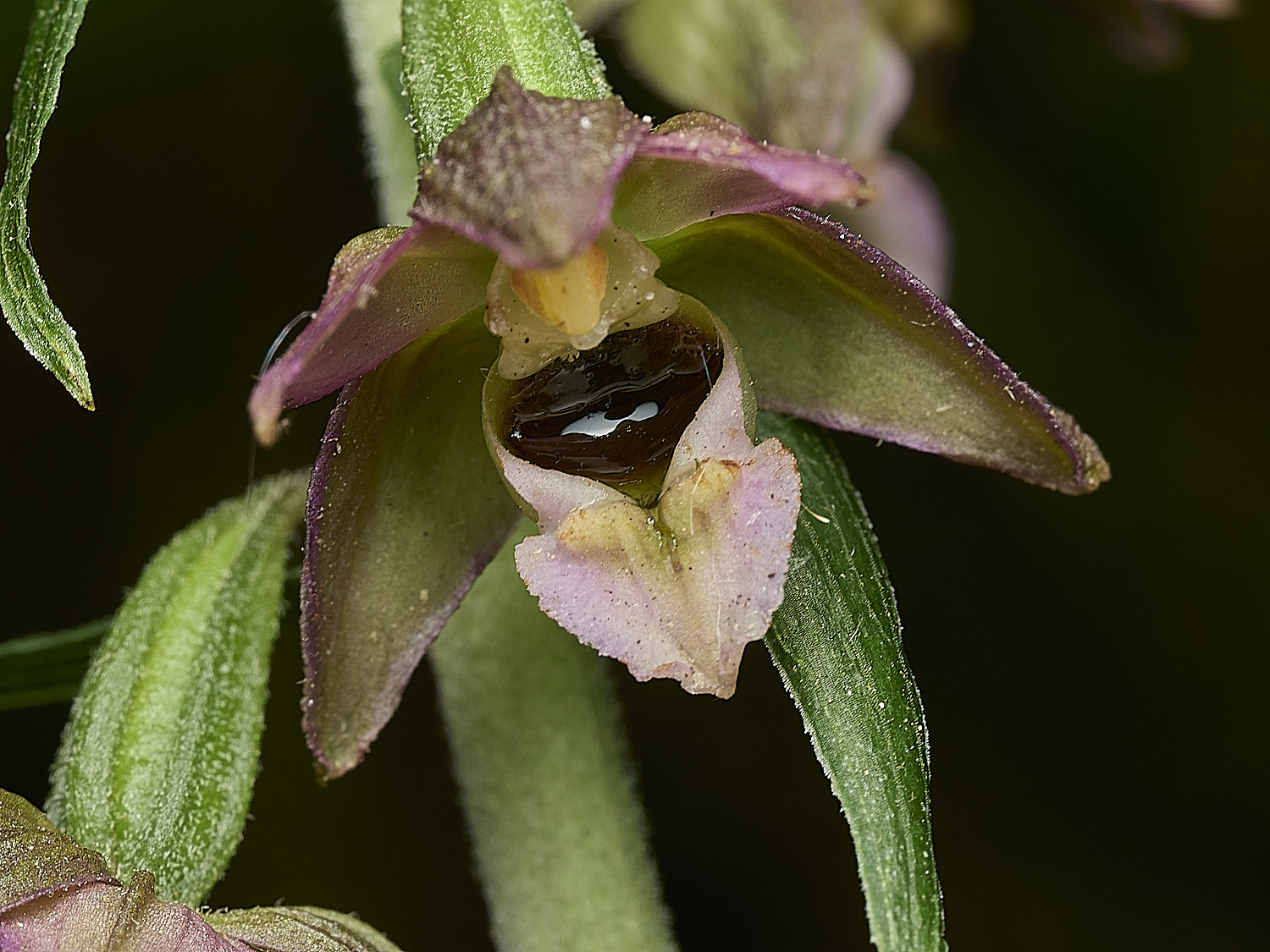 HanworthBLH060726-7