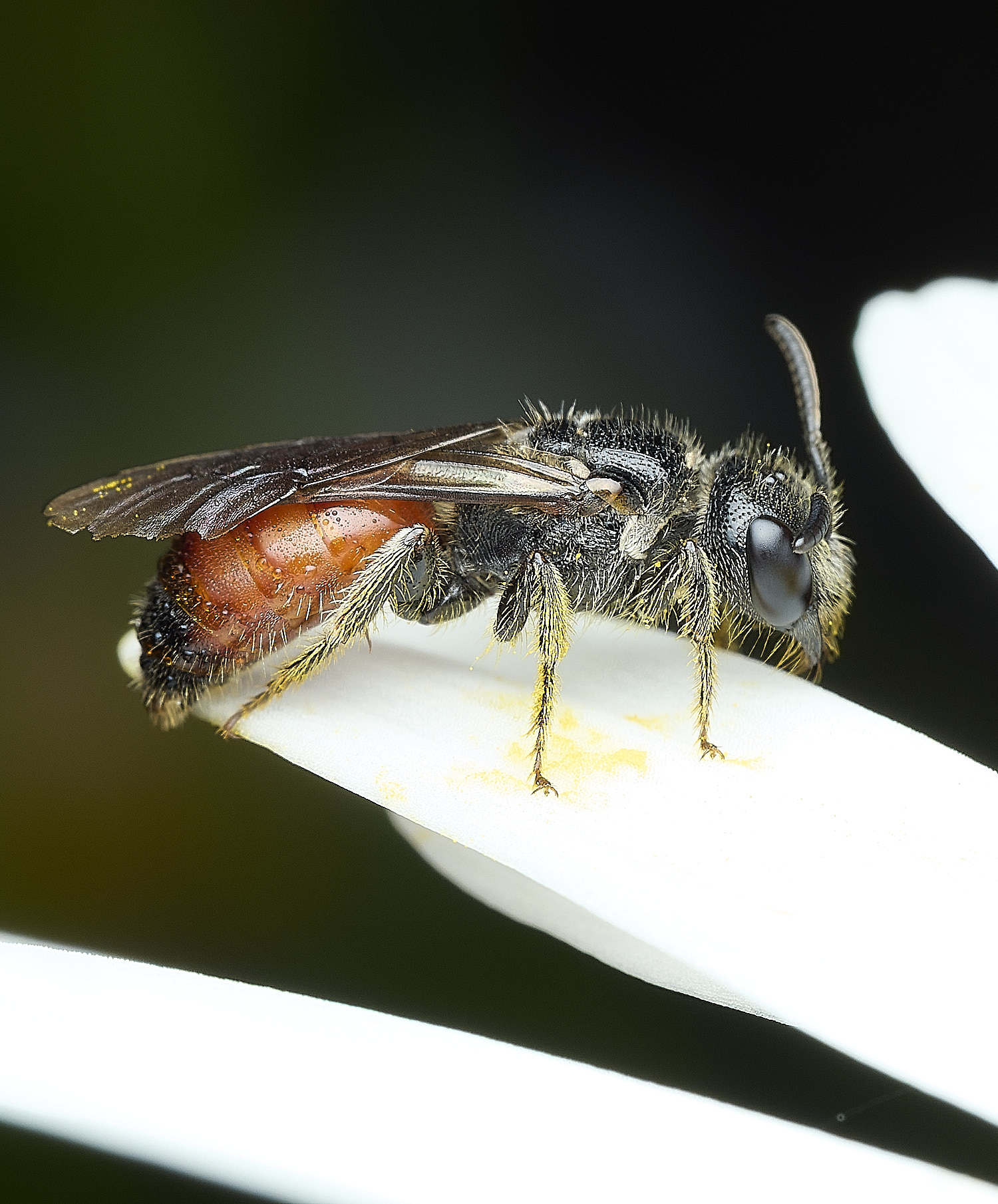 HanworthBloodBee110626-1