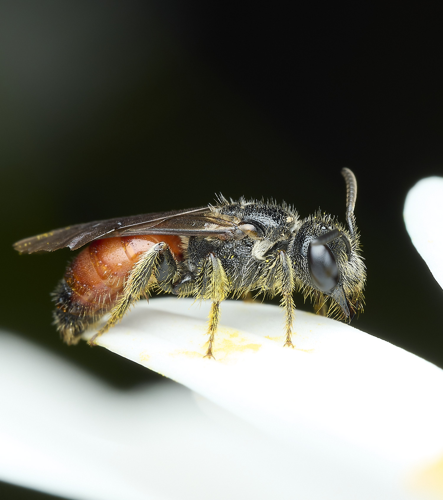 HanworthBloodBee110626-2