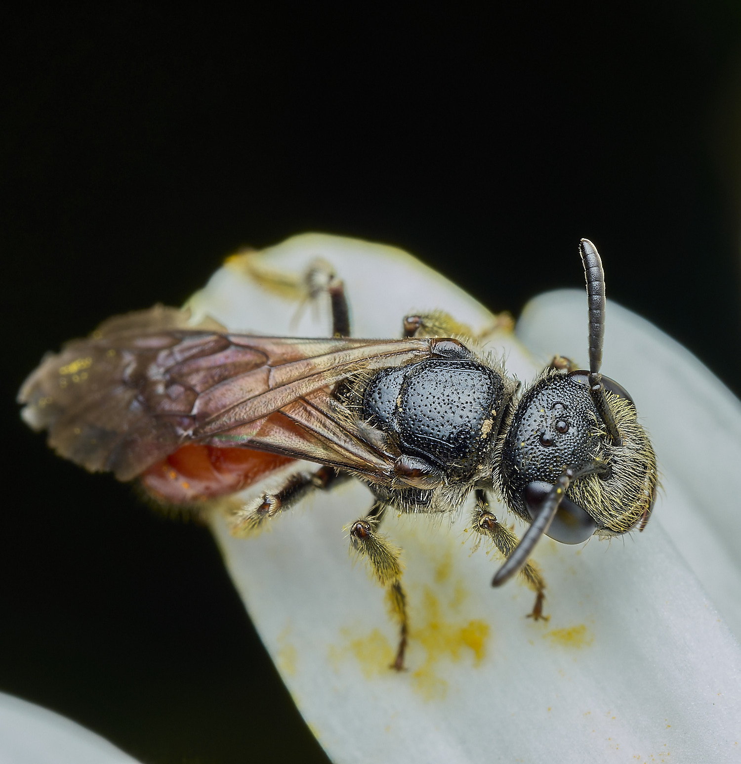 HanworthBloodBee110626-3