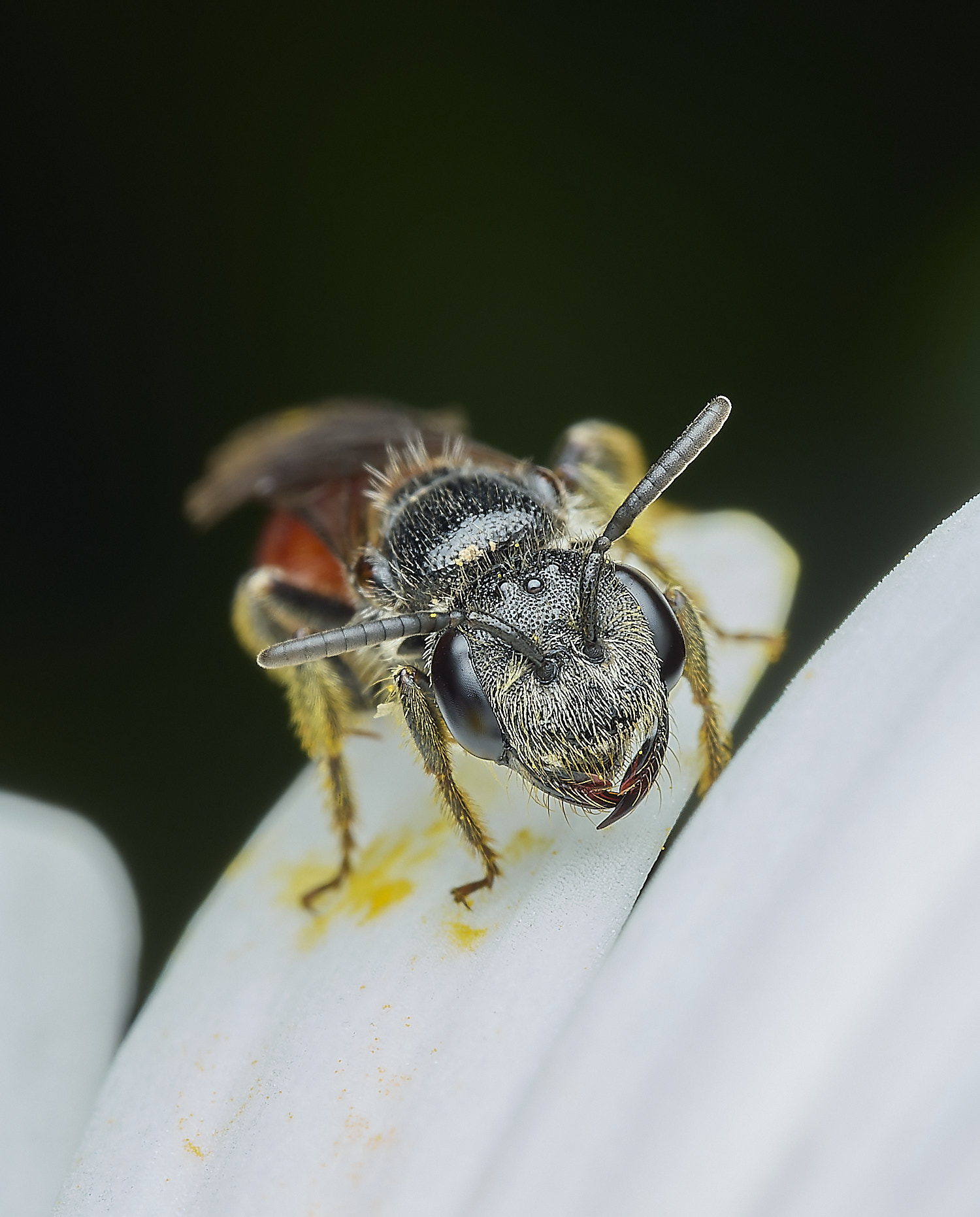 HanworthBloodBee110626-4
