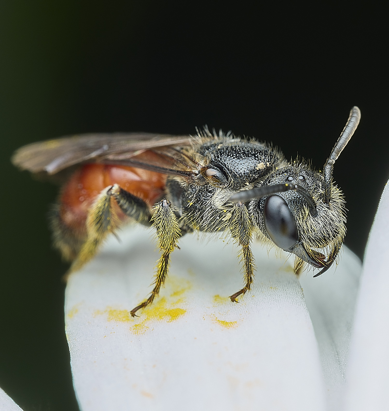 HanworthBloodBee110626-5