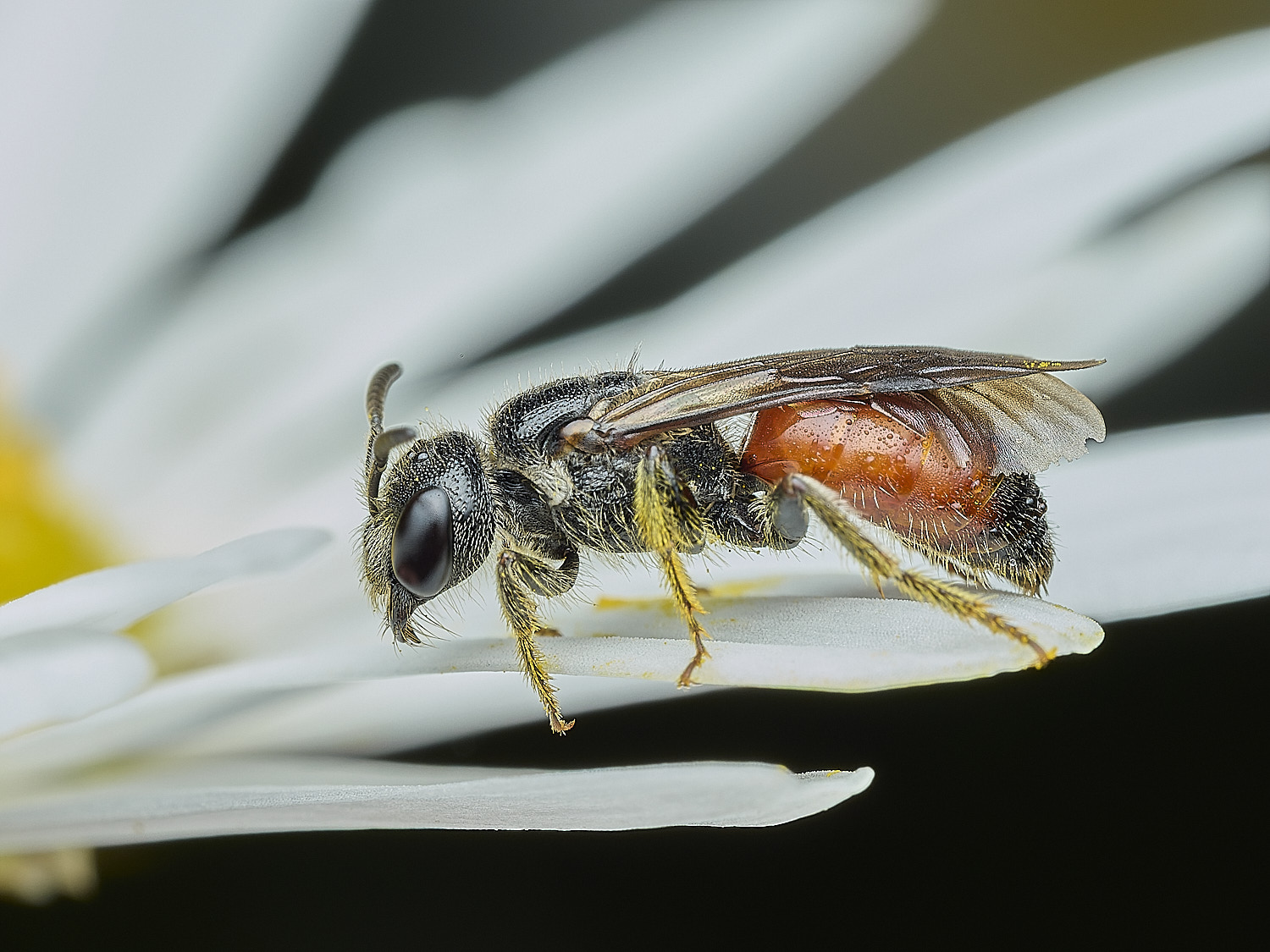 HanworthBloodBee110626-6