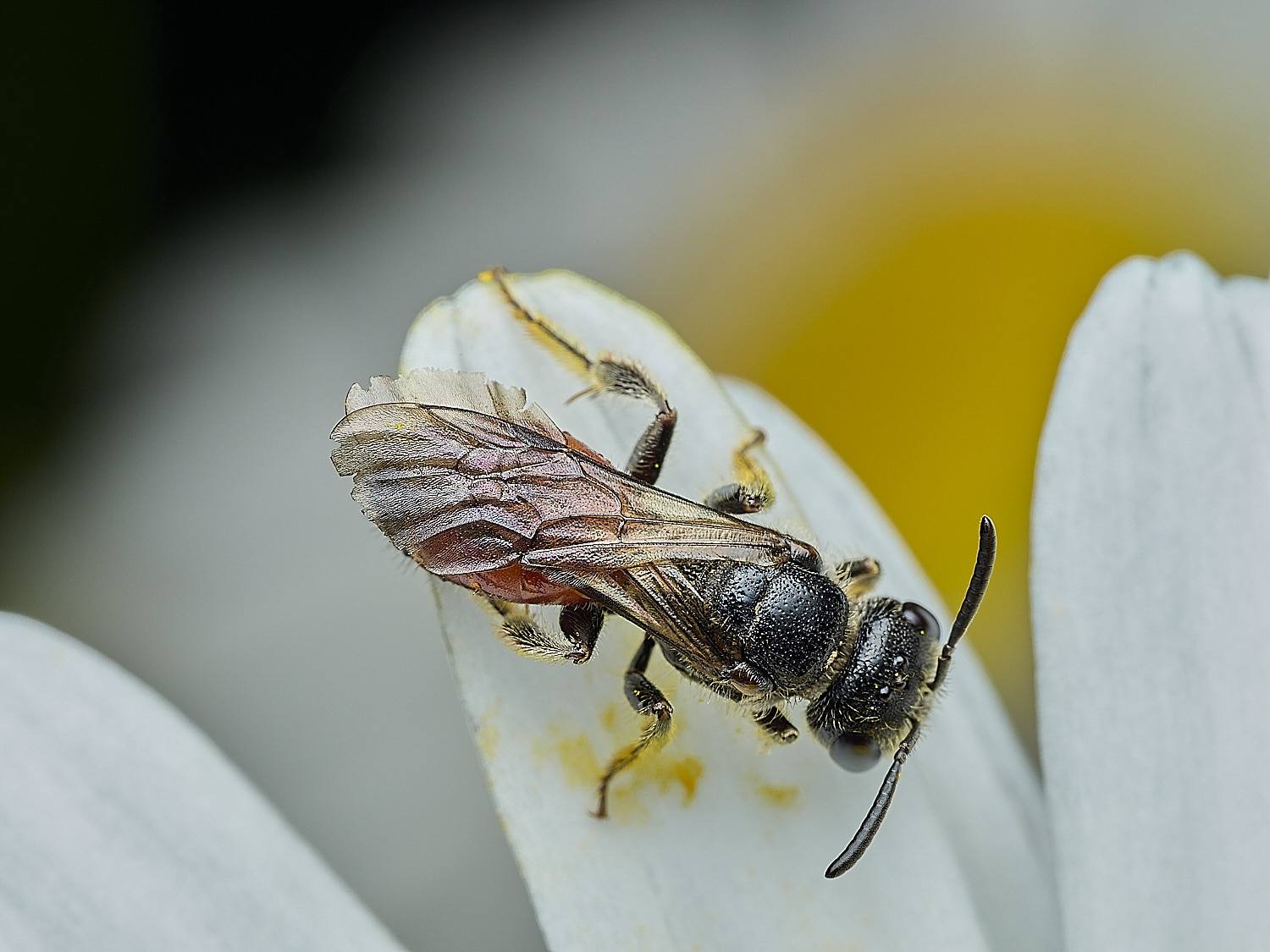 HanworthBloodBee110626-7
