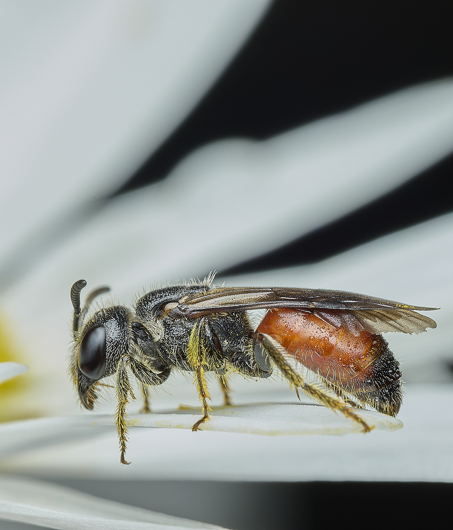 HanworthBloodBee110626-8