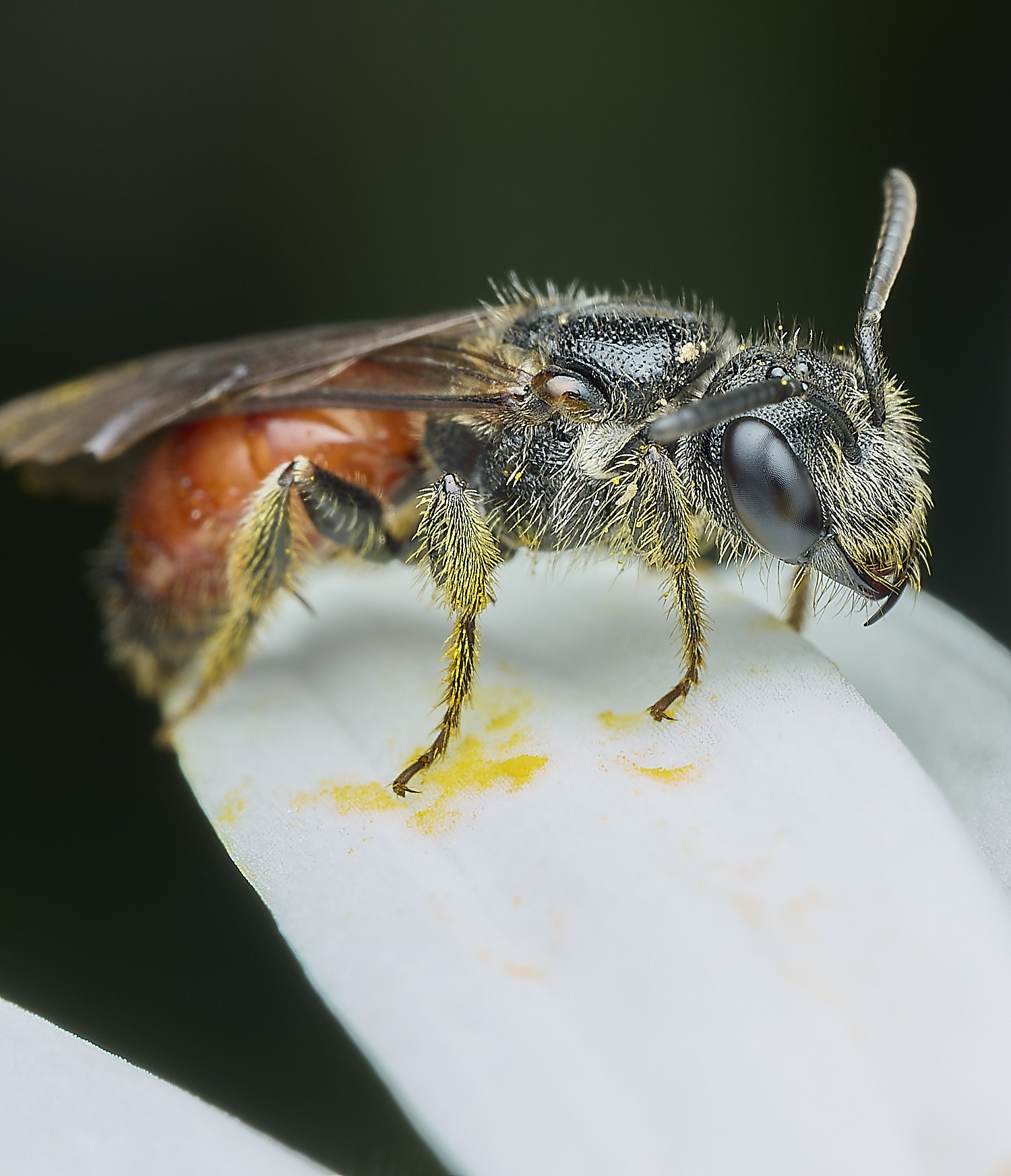 HanworthBloodBee110626-9