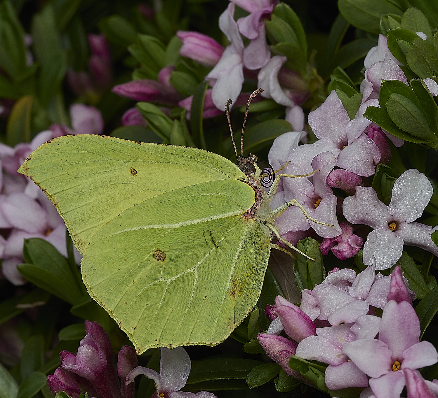 HanworthBrimstone170426-1