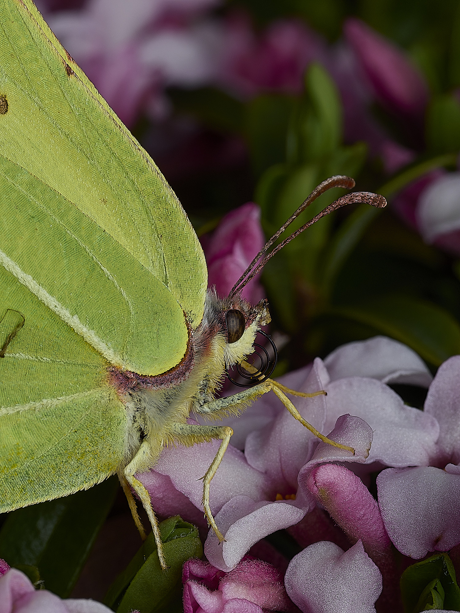 HanworthBrimstone170426-2