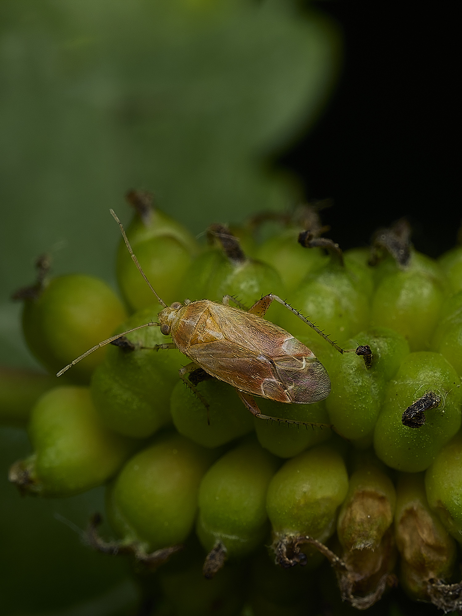 HanworthBug100626-2