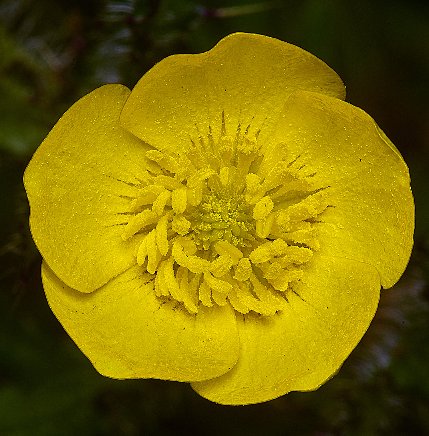 HanworthBulbousButtercup090526-1