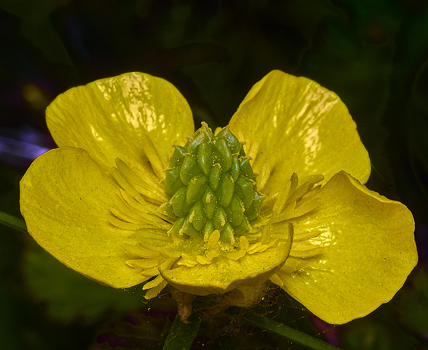 HanworthBulbousButtercup090526-4