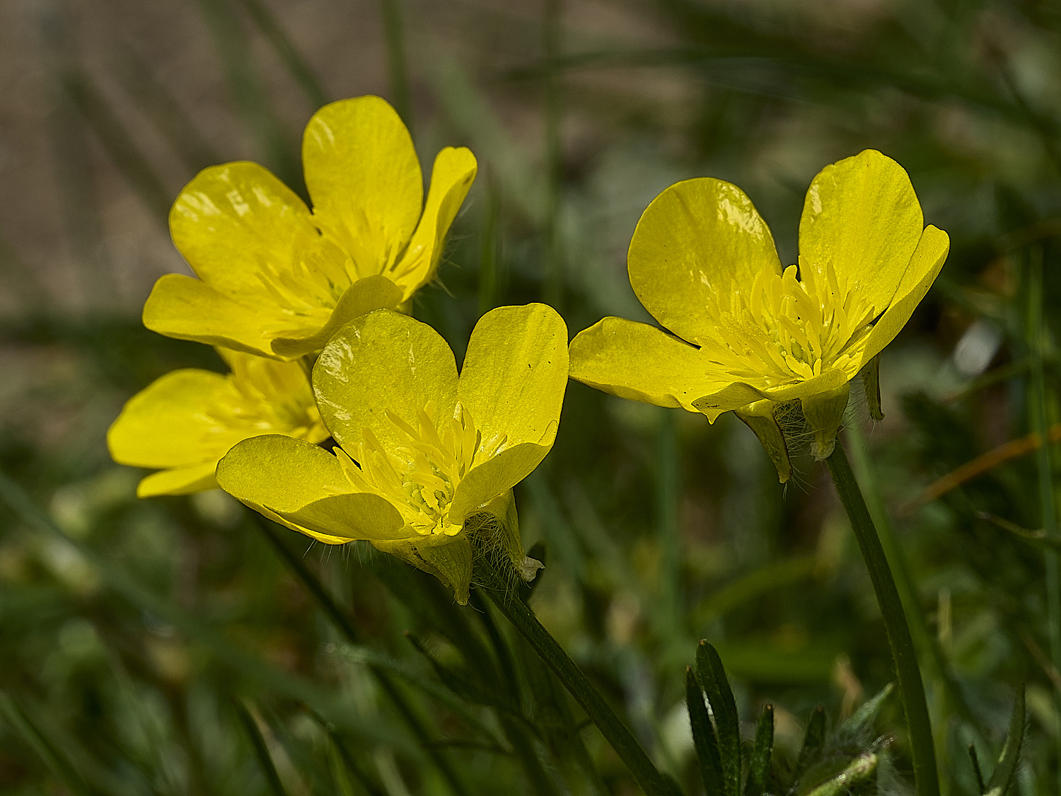 HanworthBulbousButtercup140426-1