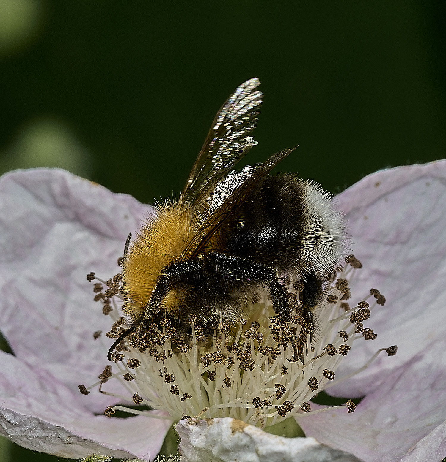 HanworthBumble100626-1