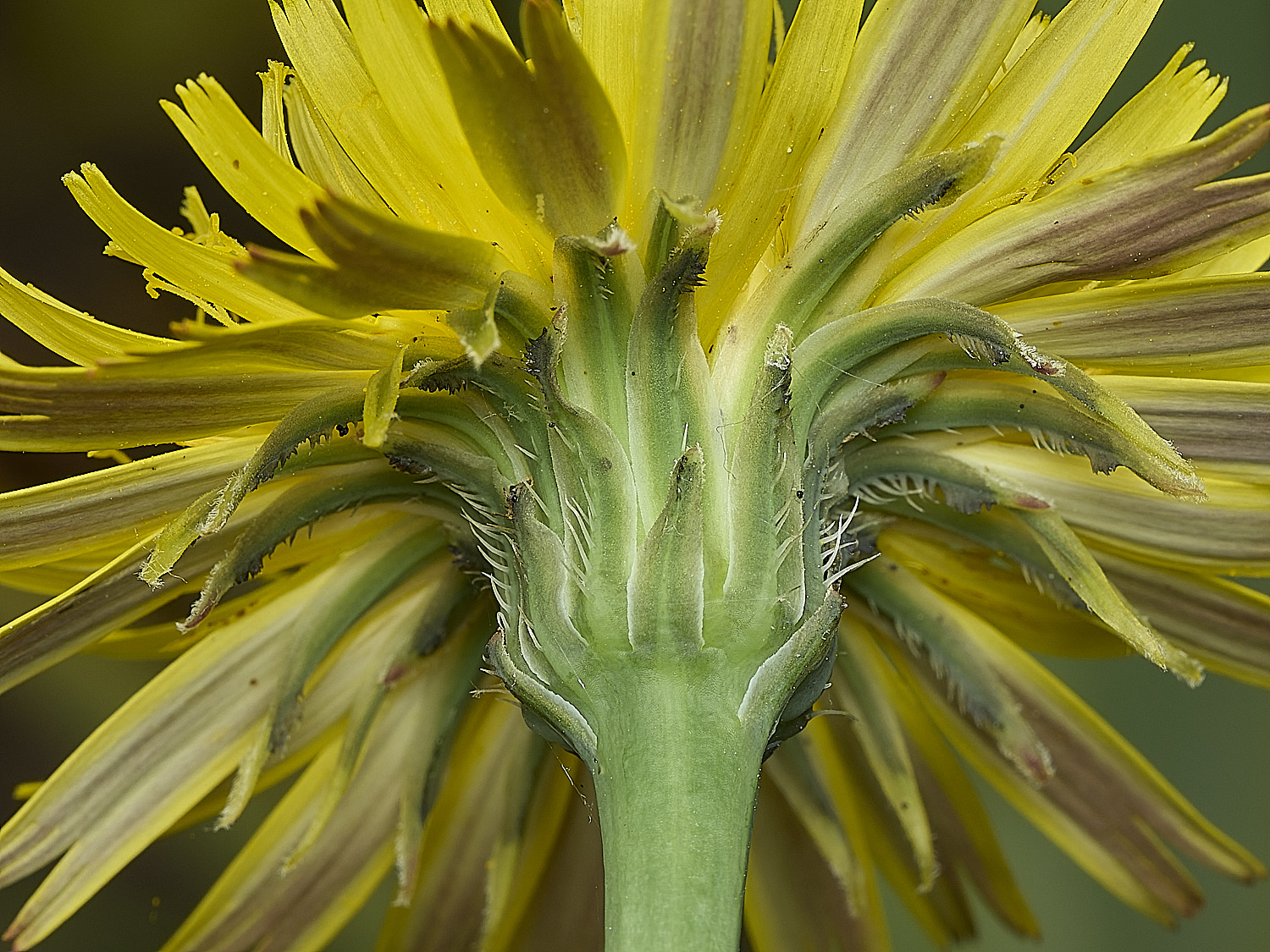 HanworthCat&#39;sEar310526-2