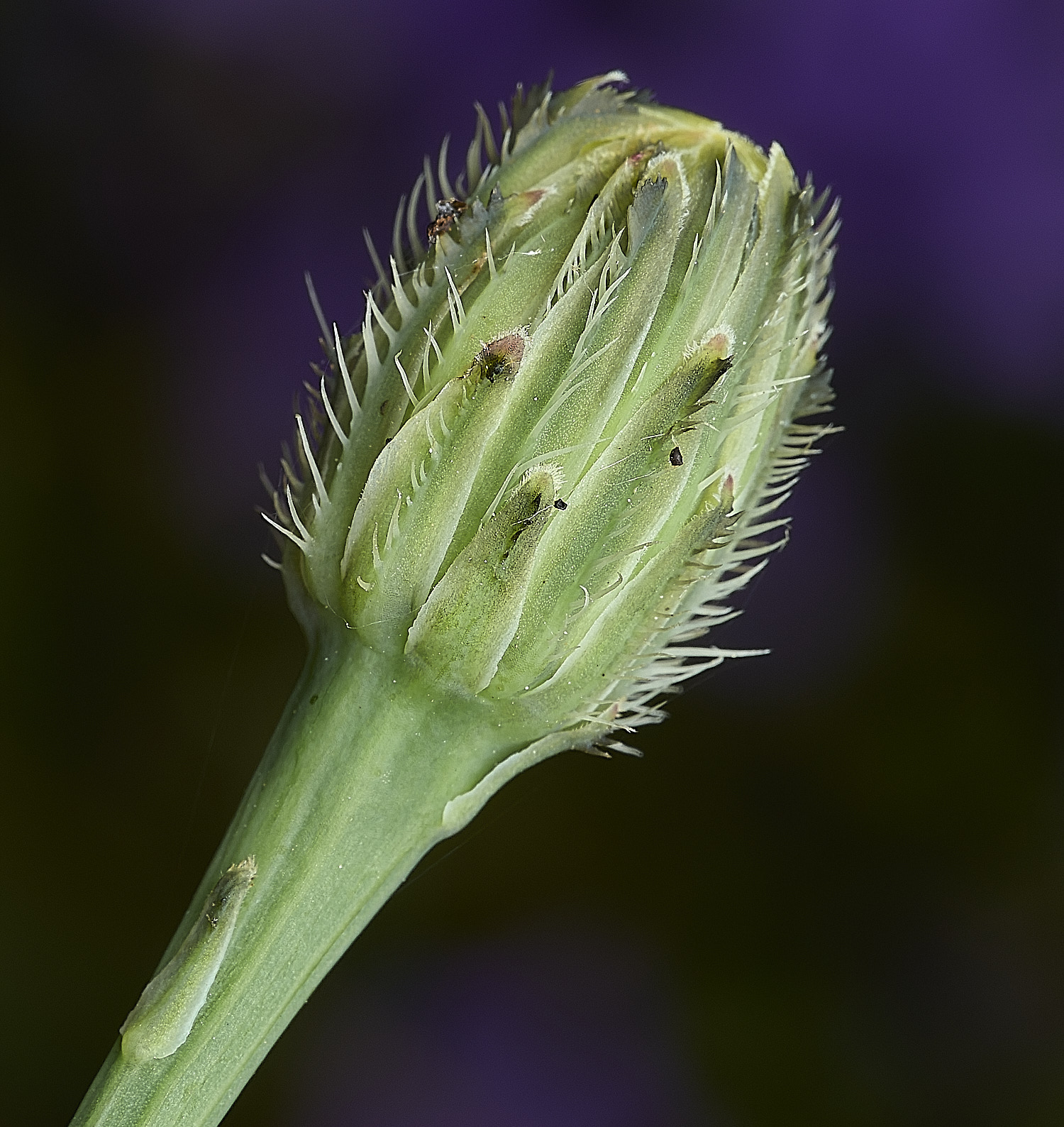 HanworthCat&#39;sEar310526-3