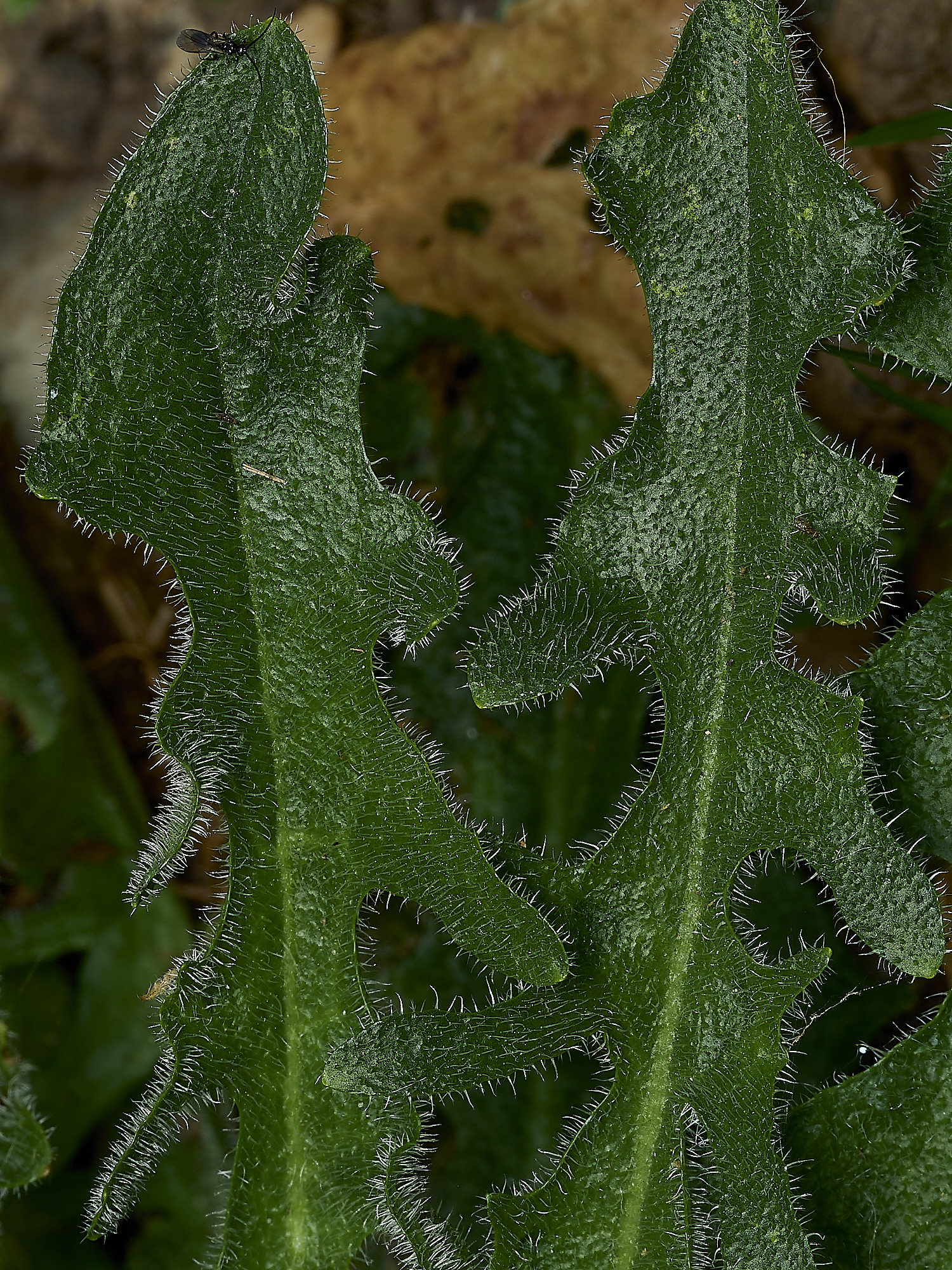 HanworthCat&#39;sEar310526-5