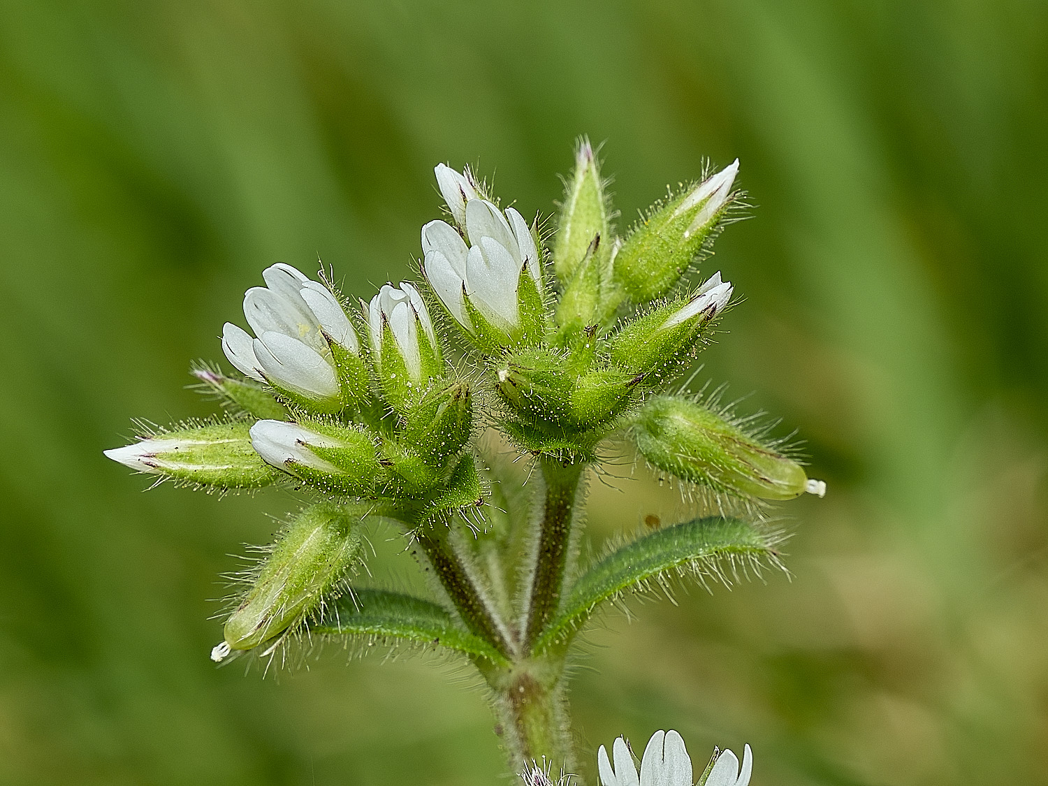 HanworthCerastium140426-1