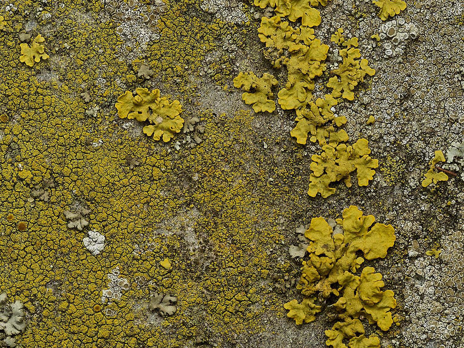 HanworthChurchLichen21290926-1