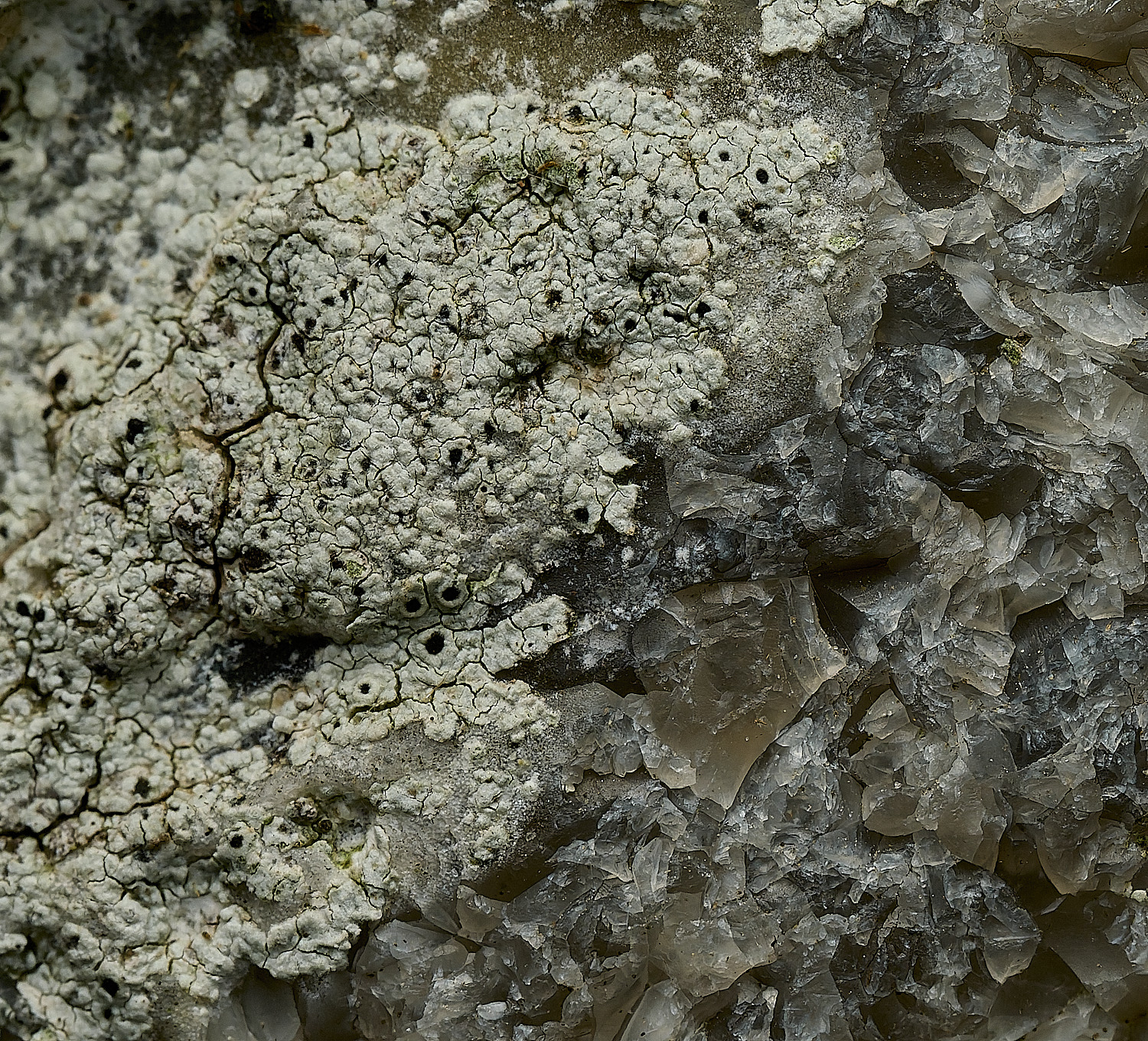 HanworthChurchLichen2290926-1